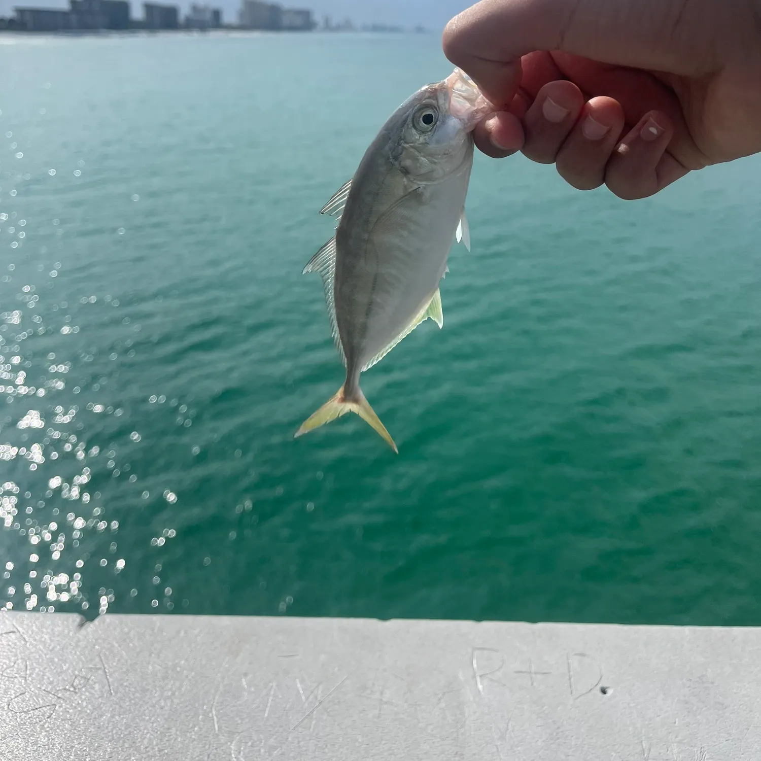 The most recent Blue runner catches on Fishbrain