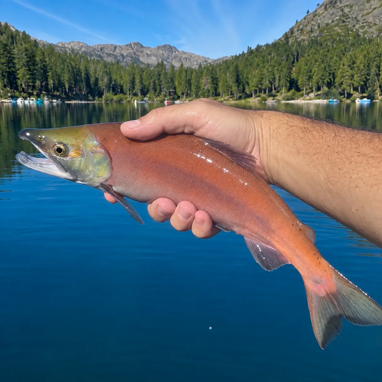 Kokanee salmon caught on Fishbrain