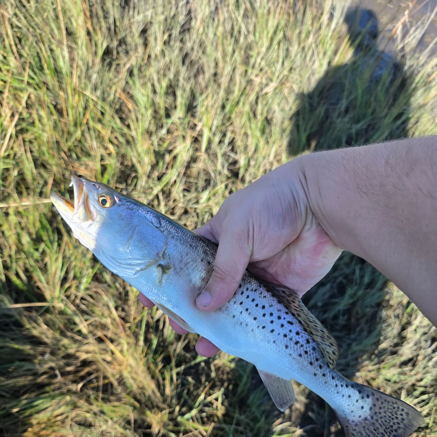 Spotted seatrout caught on Fishbrain
