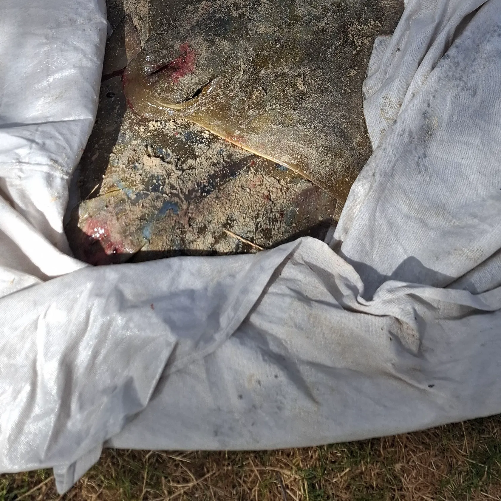 The most recent Common eagle ray catches on Fishbrain