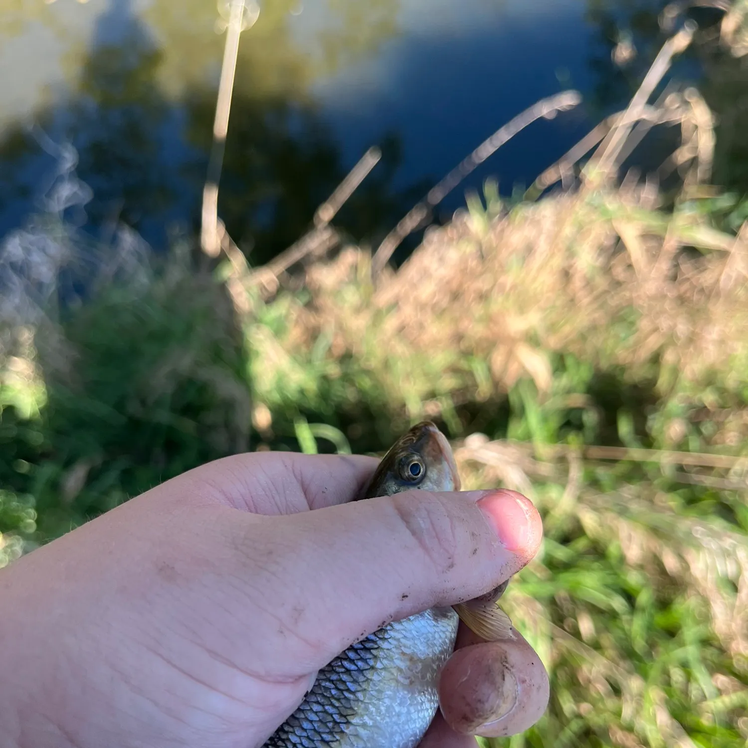 Creek chub caught on Fishbrain