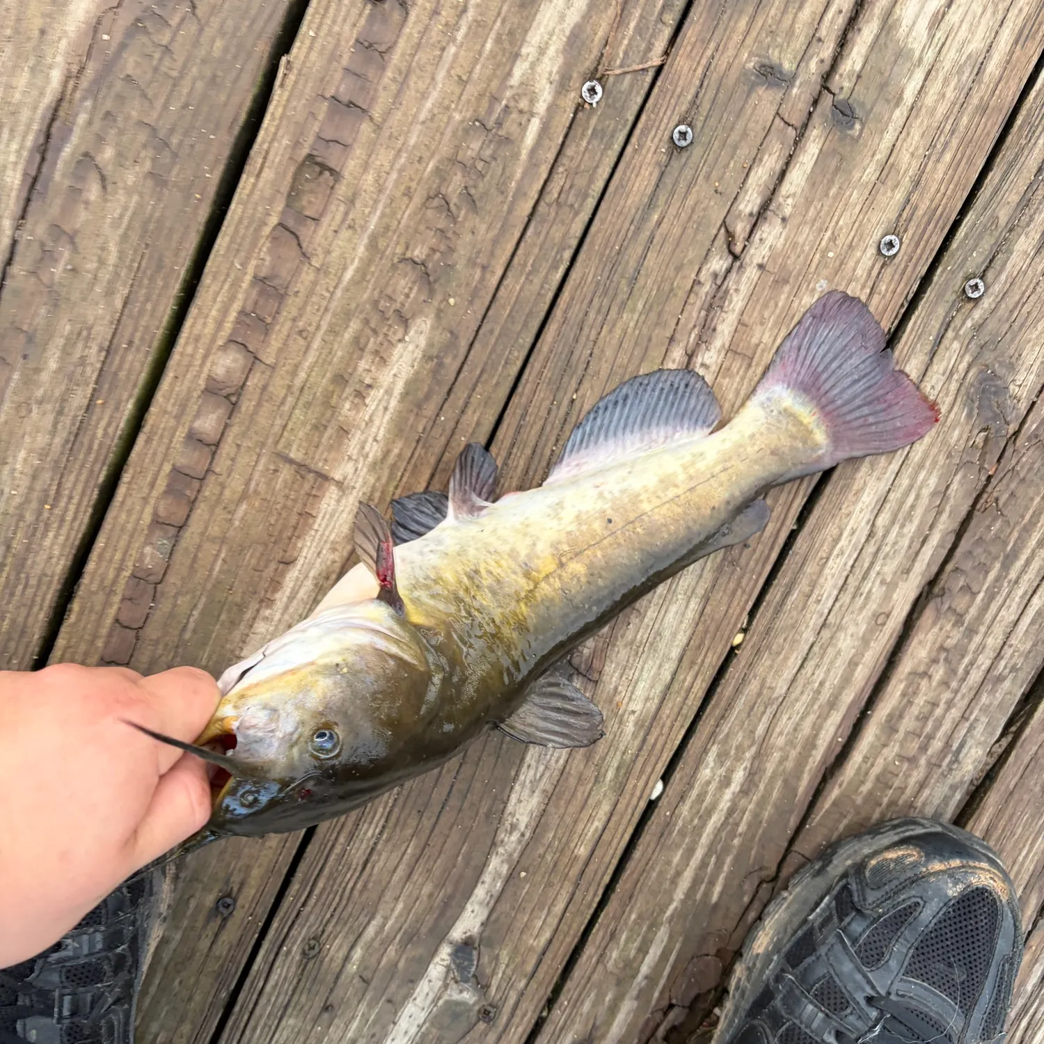 catch