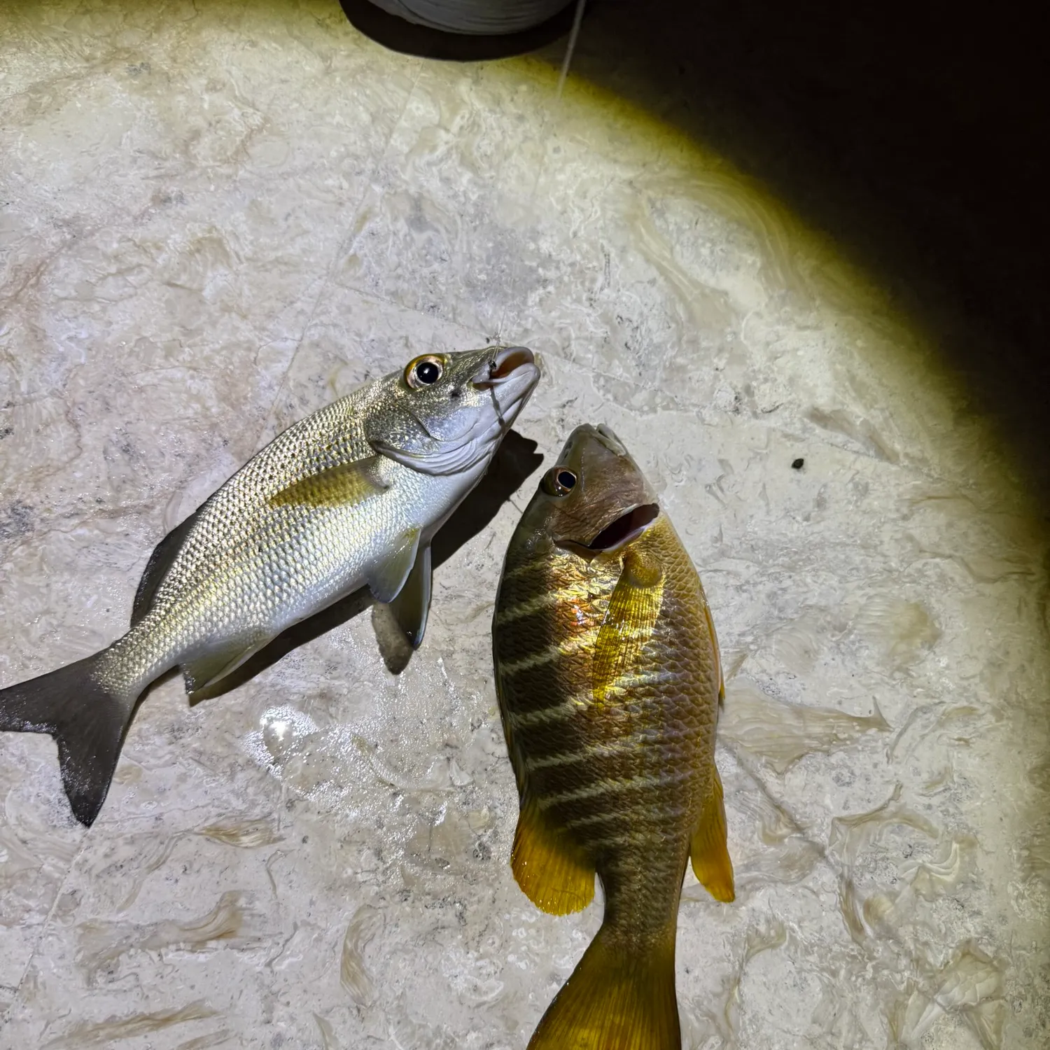 recently logged catches