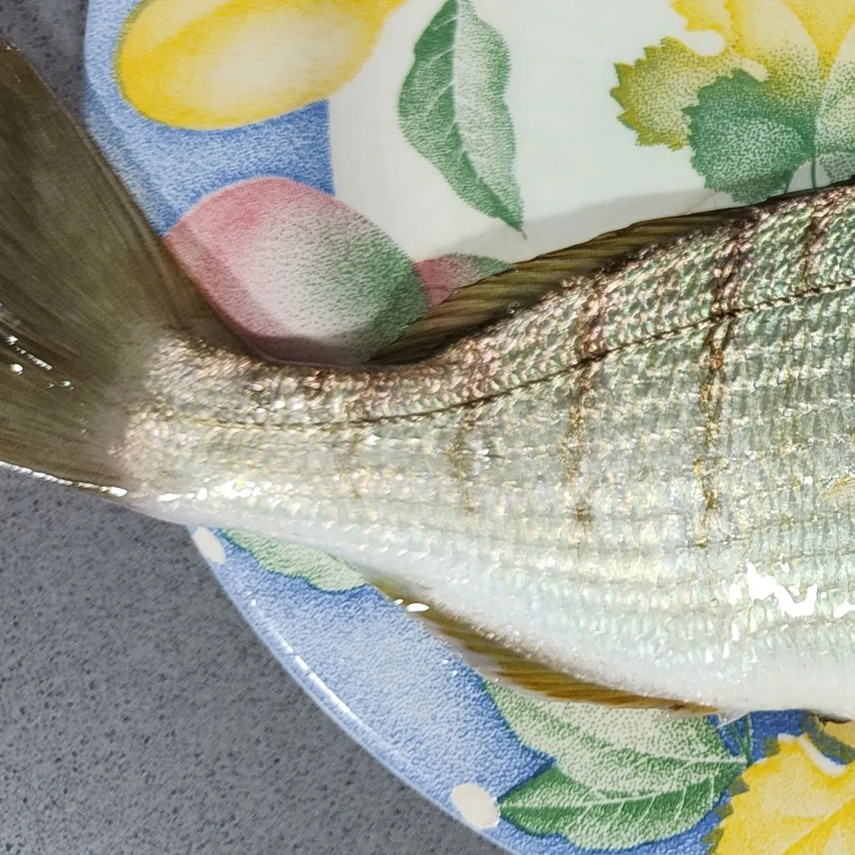The most recent Striped seabream catches on Fishbrain