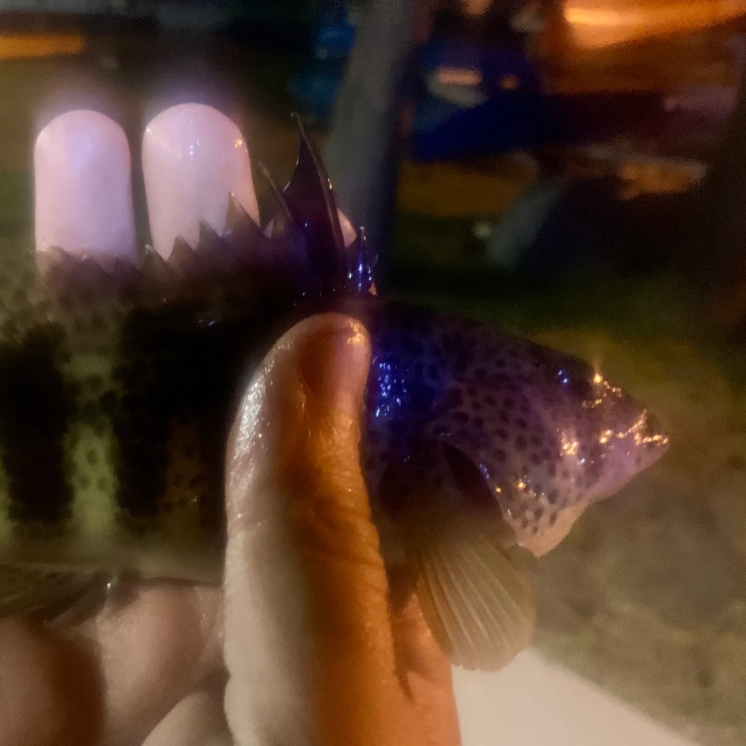 The most recent Spotted sand bass catches on Fishbrain