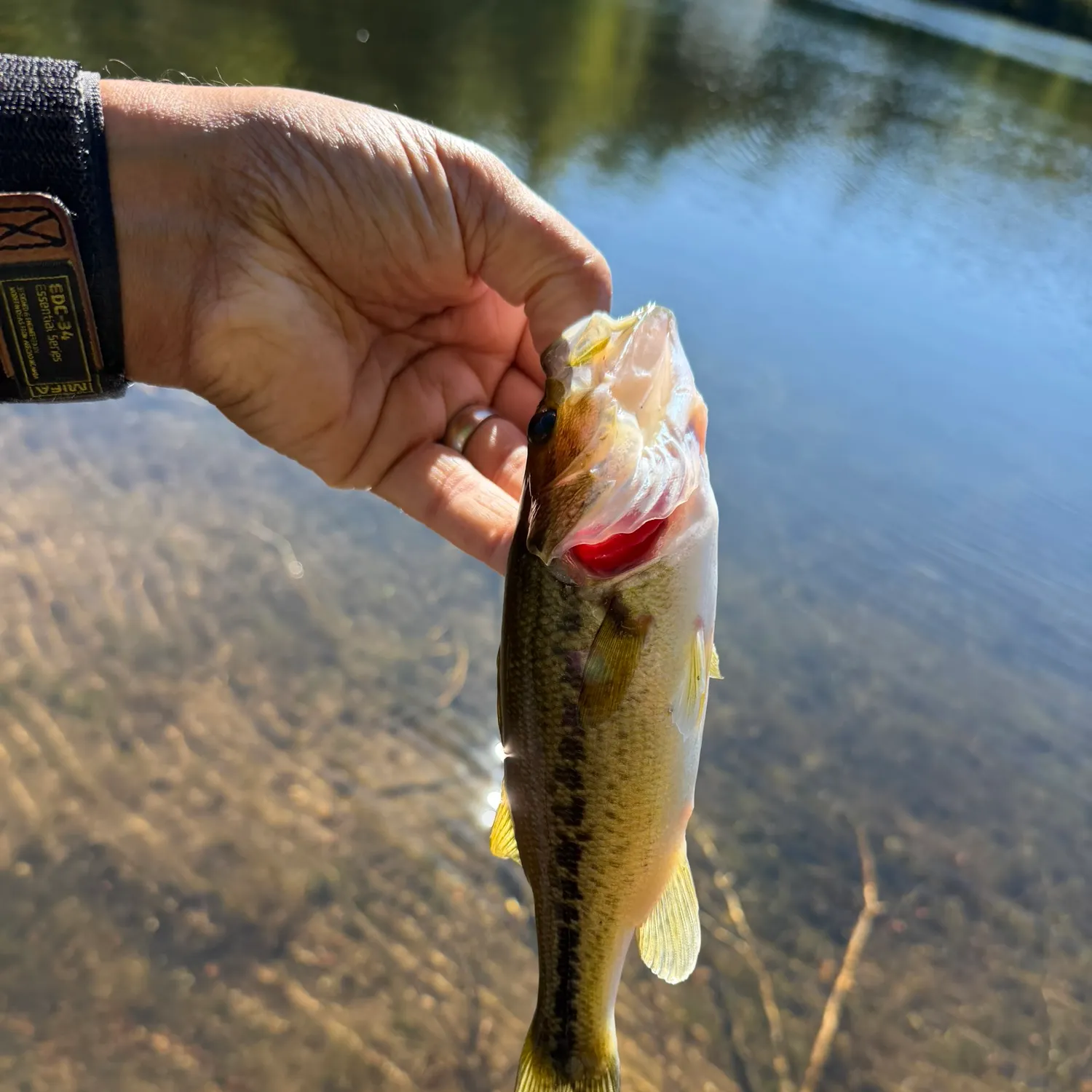 Largemouth bass caught on Fishbrain