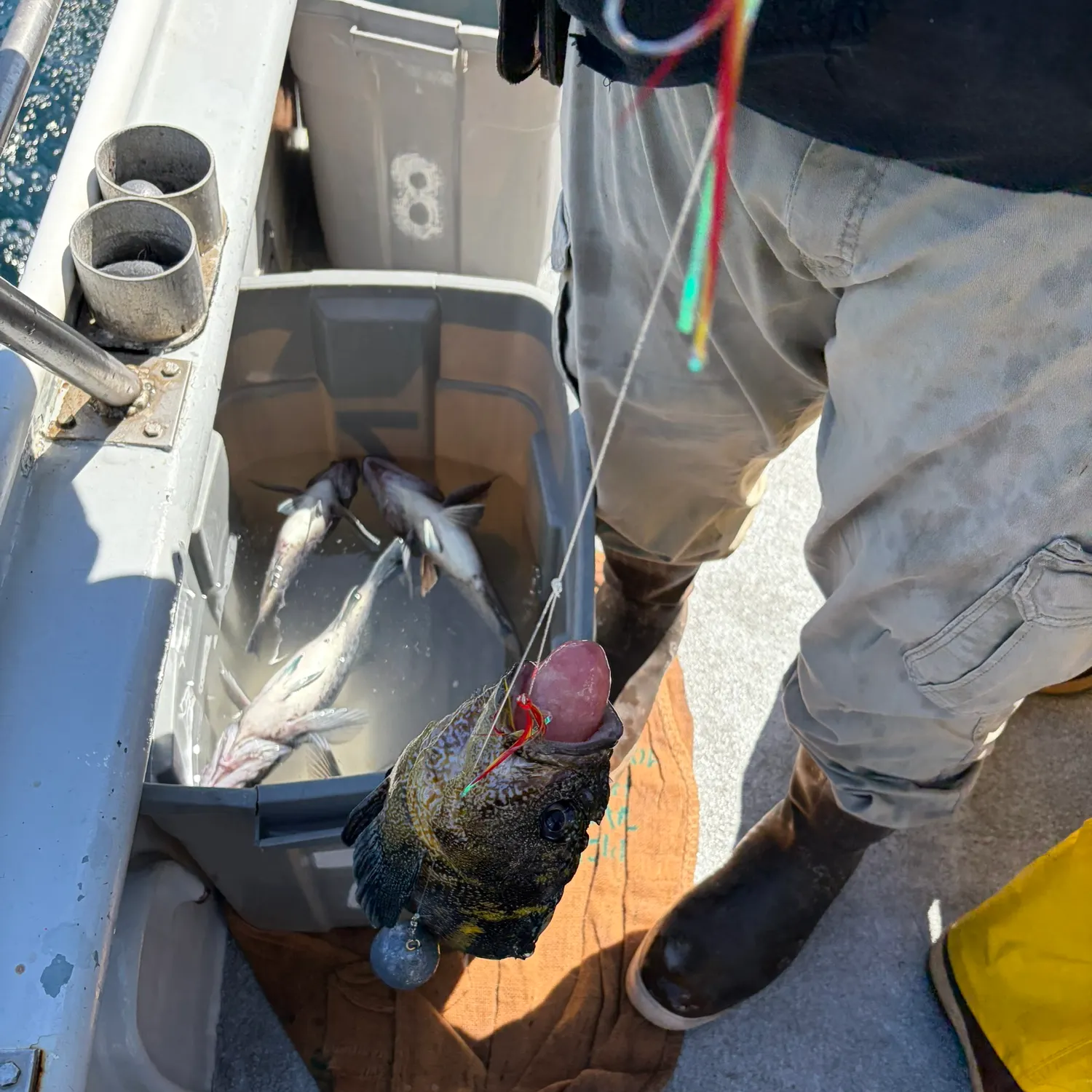 China rockfish caught on Fishbrain