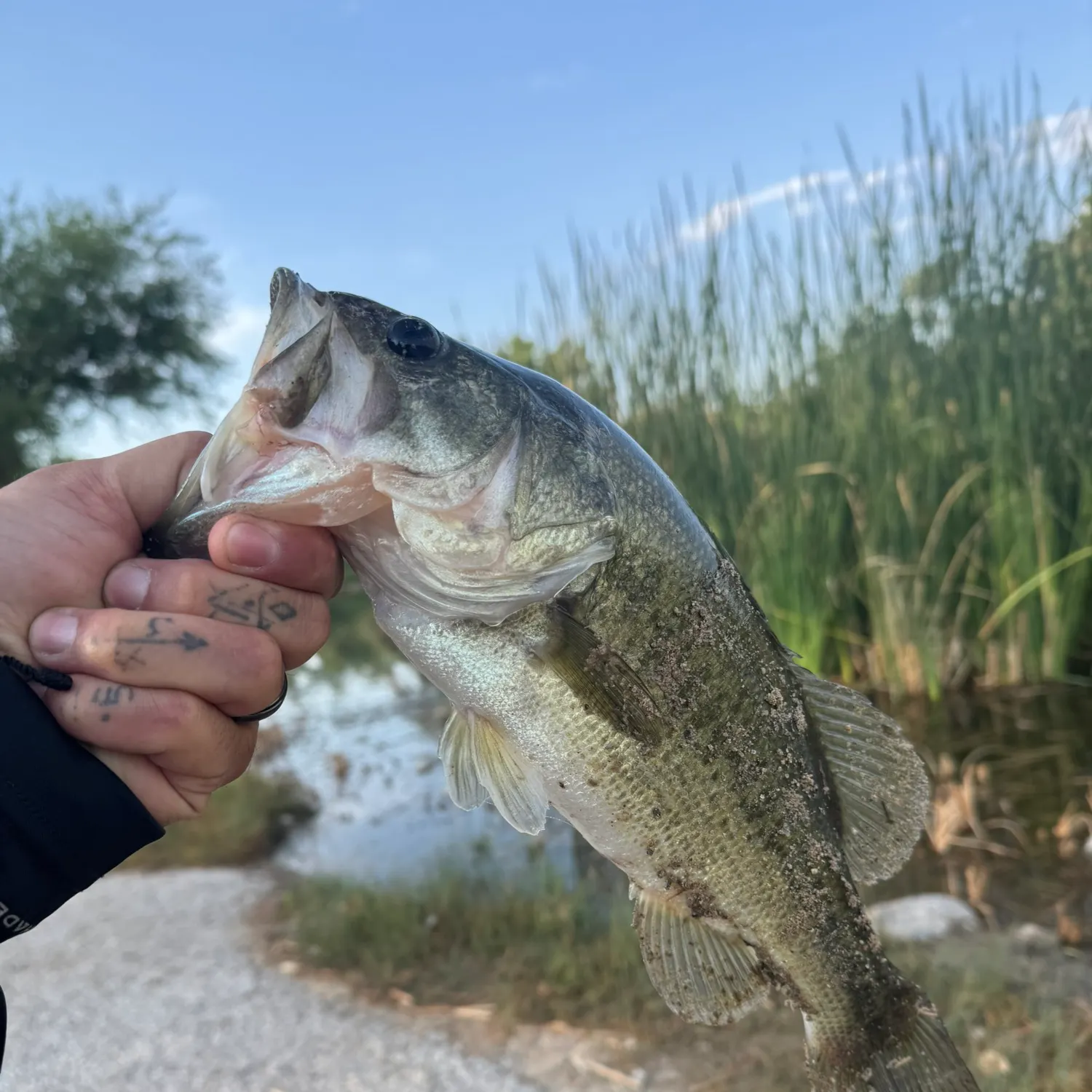 Fishing in Albuquerque, NM (United States) ️️️️ Find Spots, Species & Tips