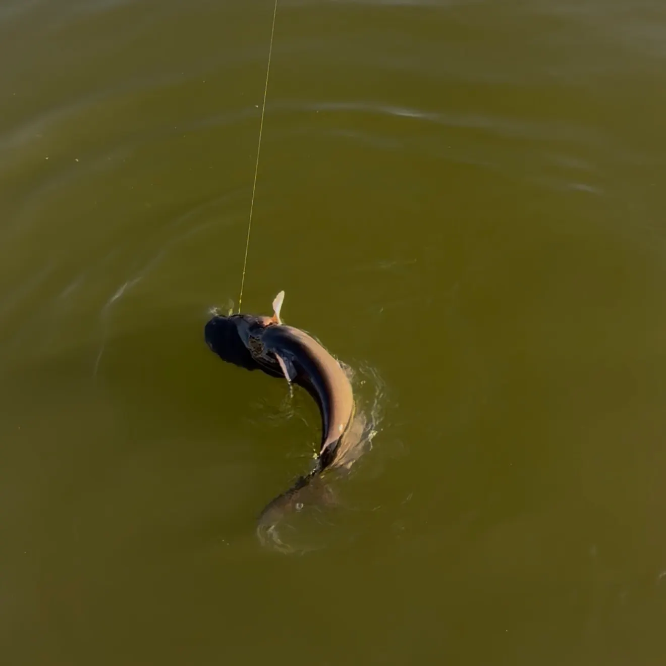 Black bullhead caught on Fishbrain