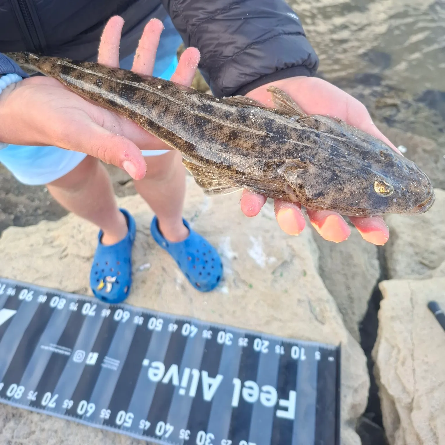 Bartail flathead caught on Fishbrain