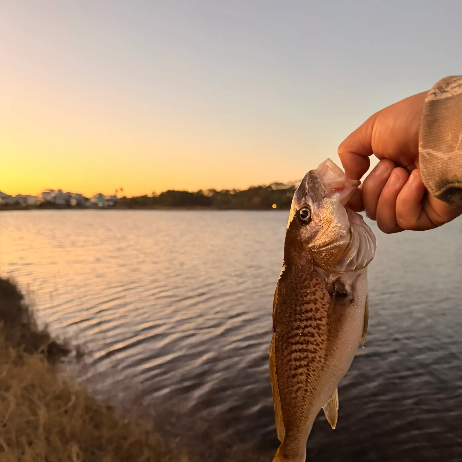 The most recent Red drum catches on Fishbrain
