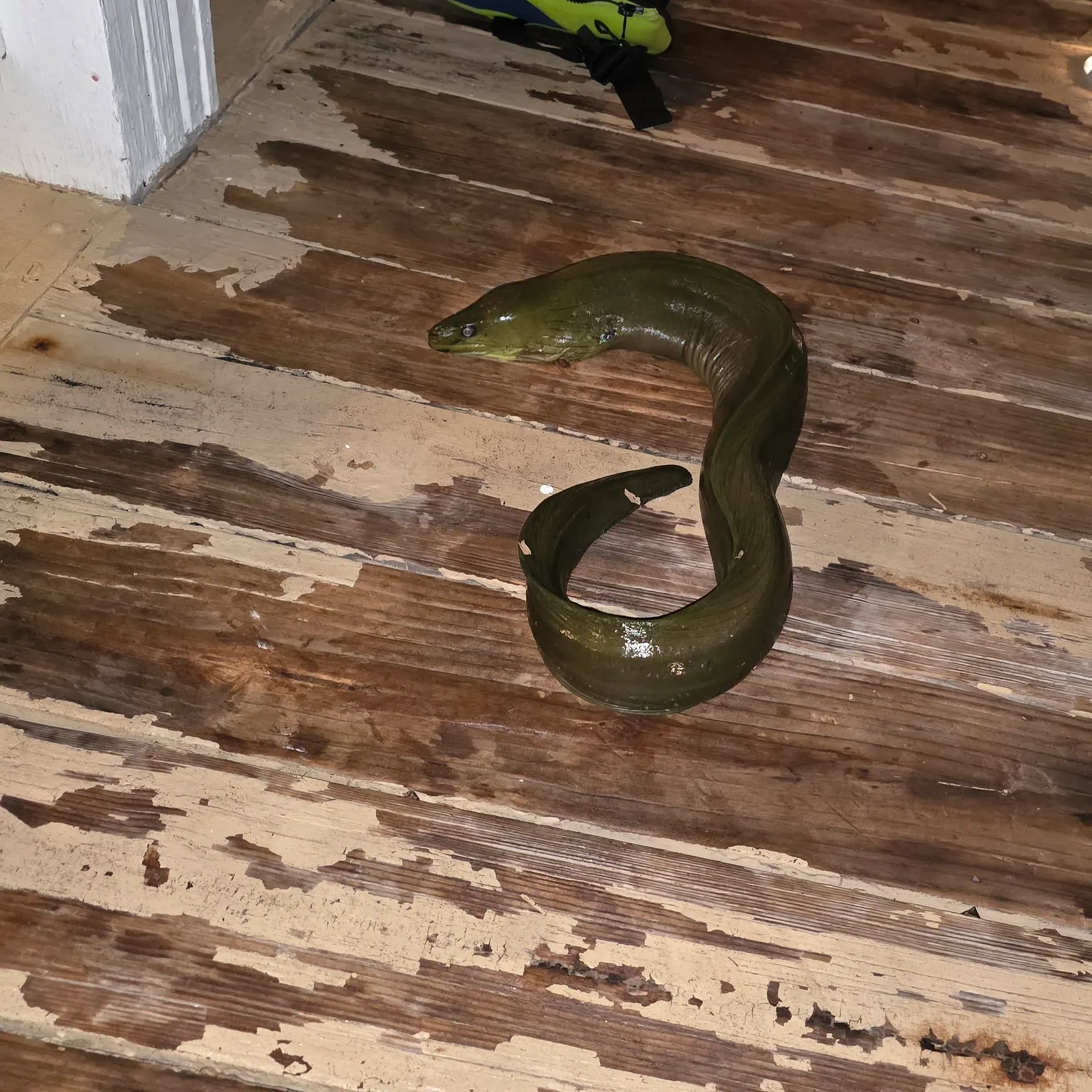 The most recent Green moray catches on Fishbrain