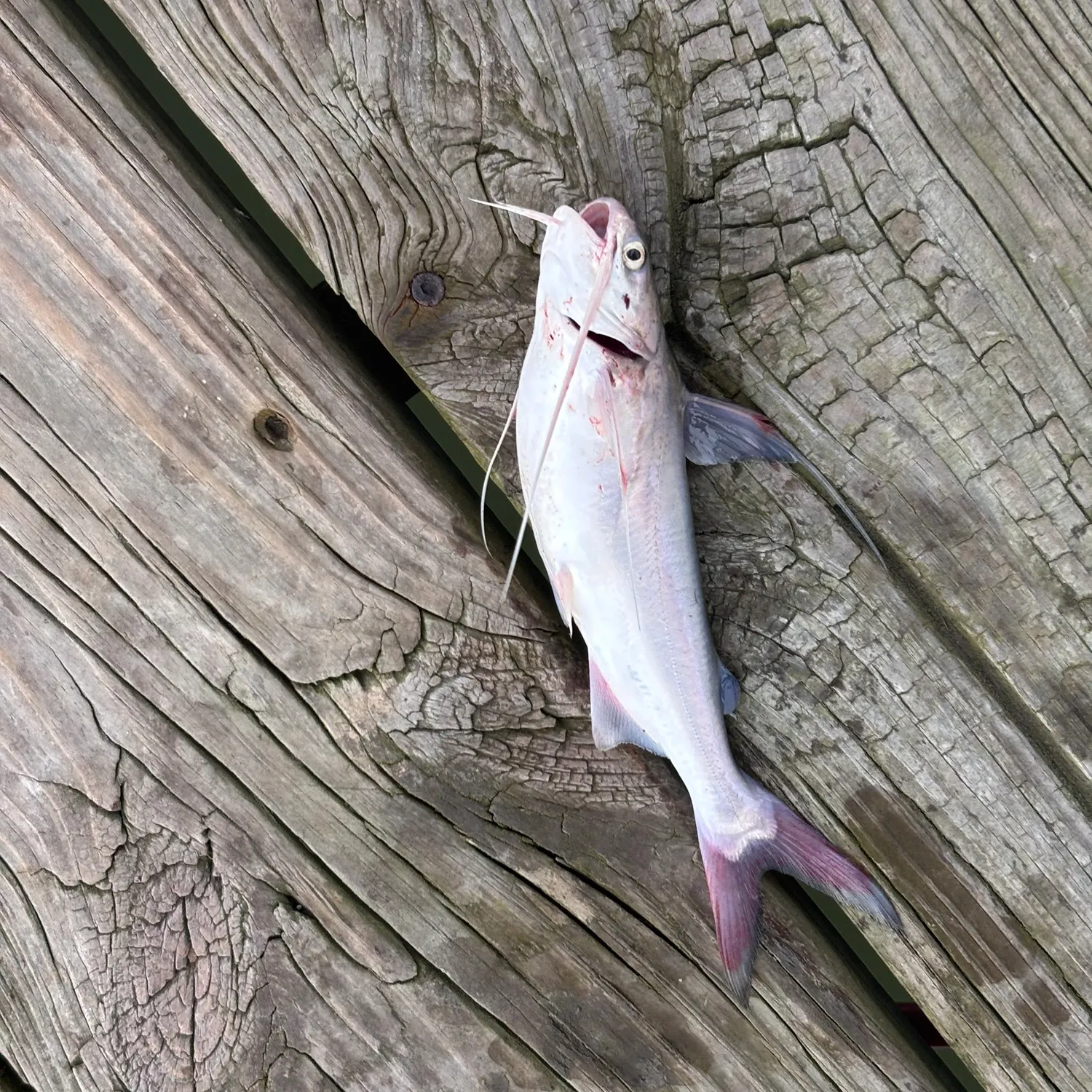 Gafftopsail sea catfish caught on Fishbrain