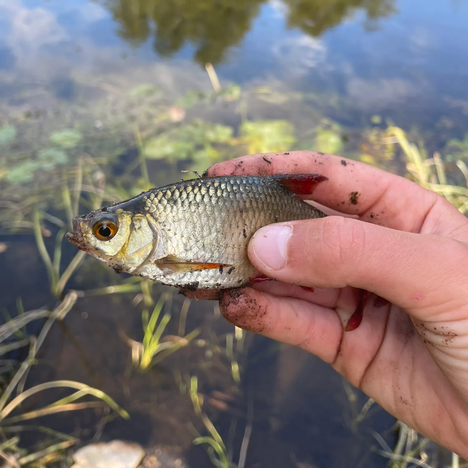 Common roach caught on Fishbrain