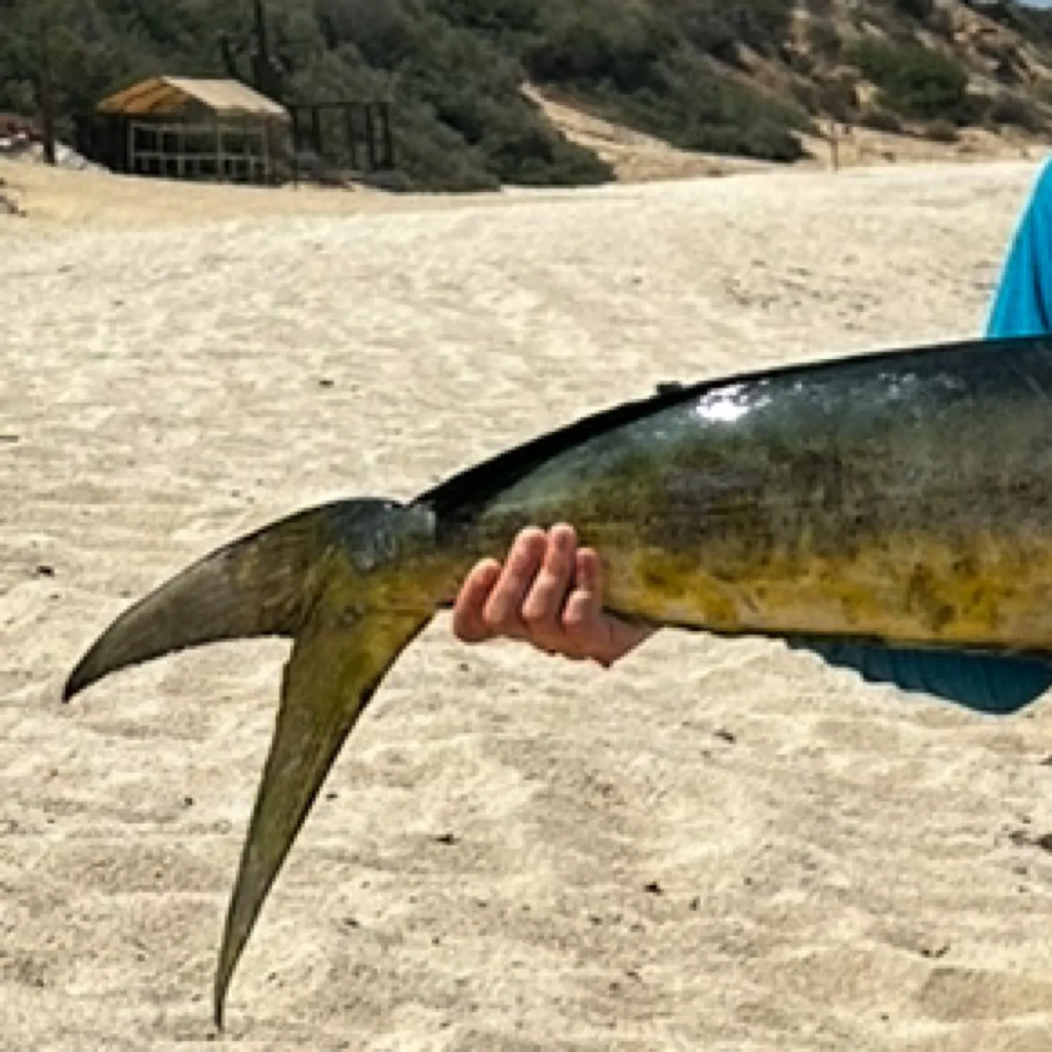 The most recent Common dolphinfish catches on Fishbrain