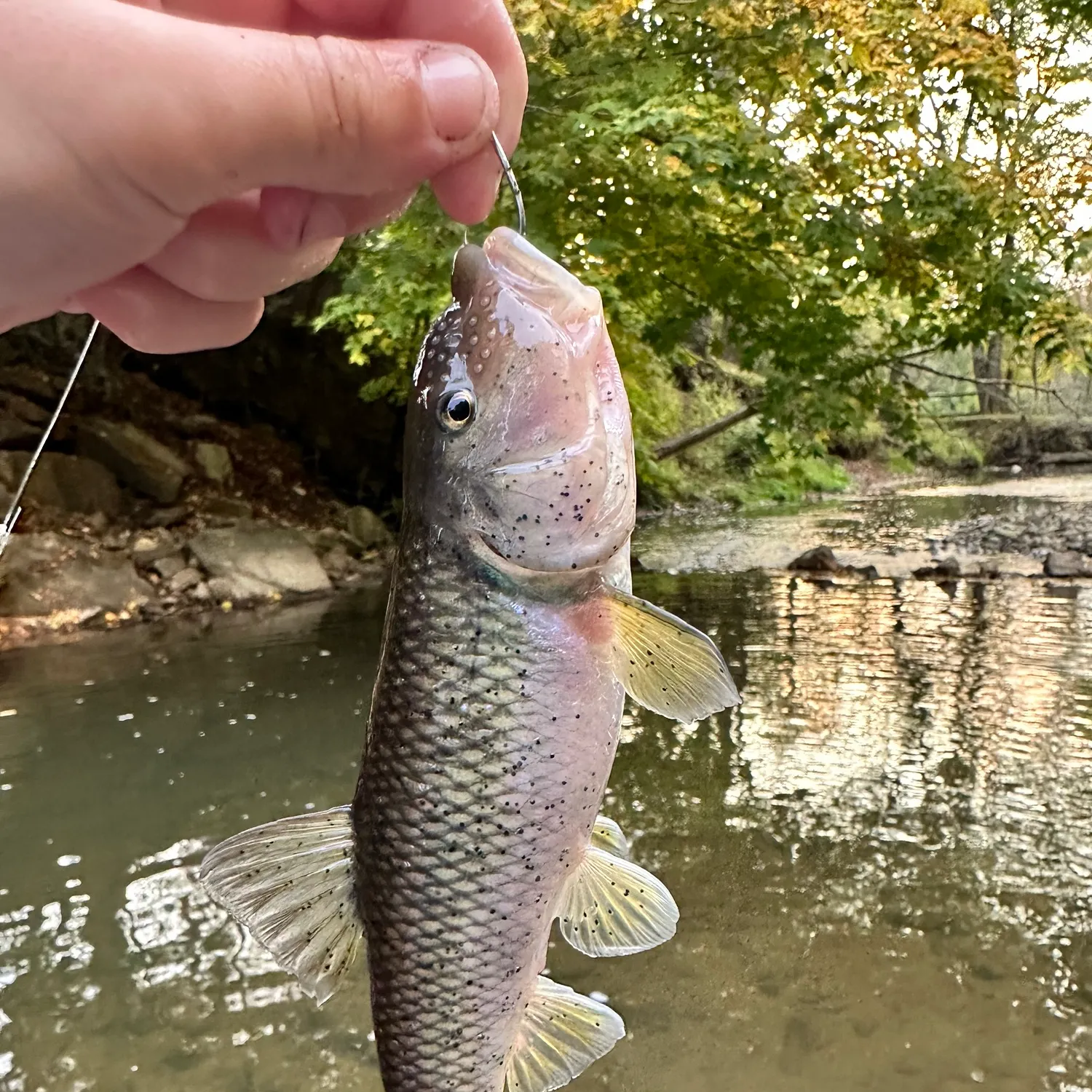River chub caught on Fishbrain