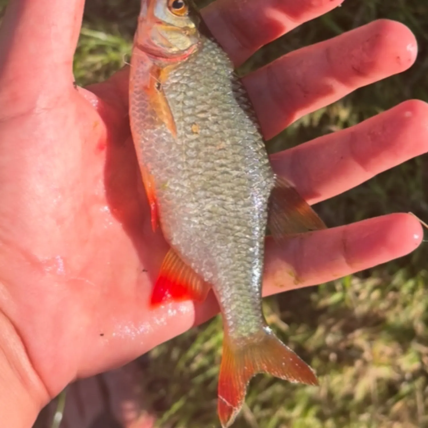 The most recent Common rudd catches on Fishbrain