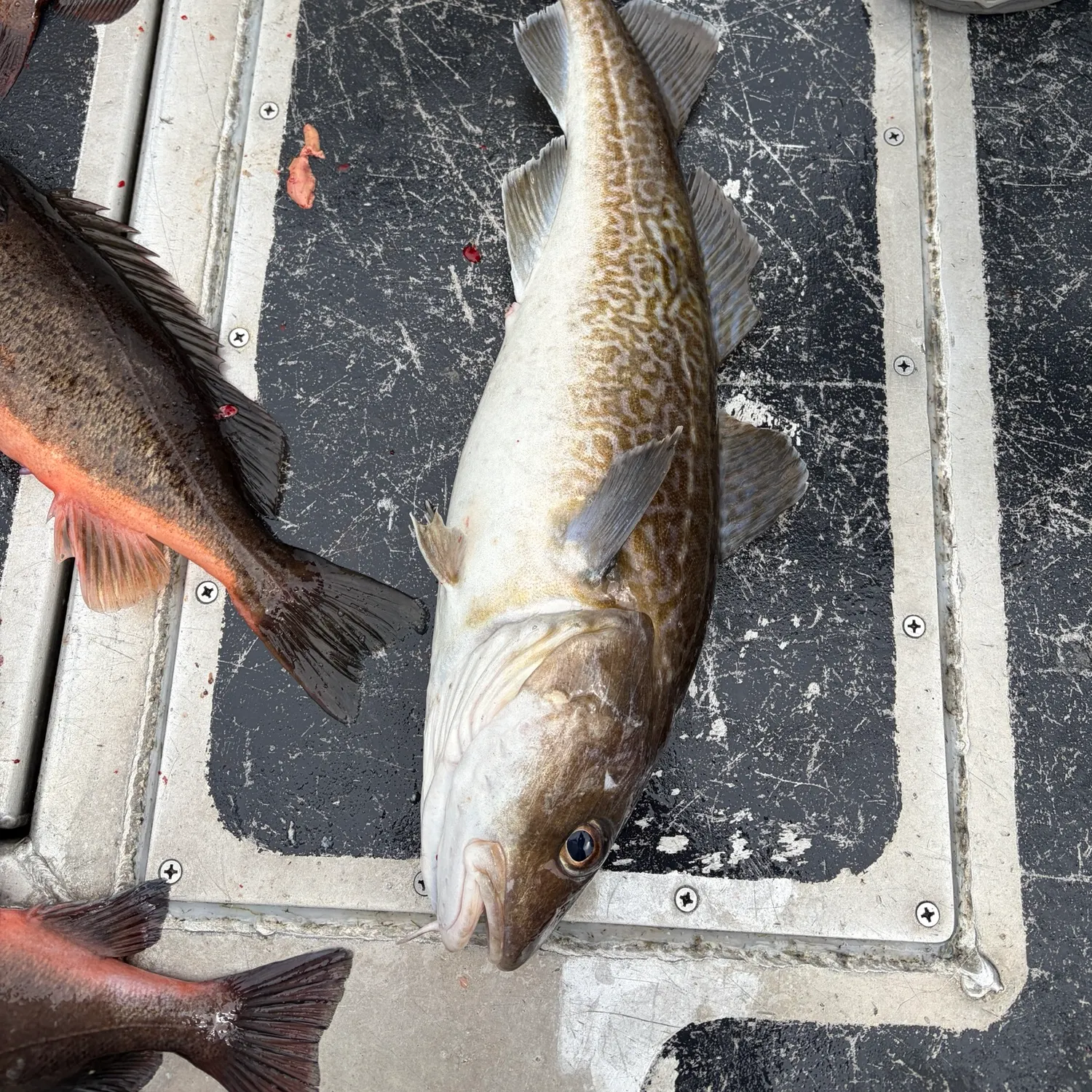 The most recent Pacific cod catches on Fishbrain