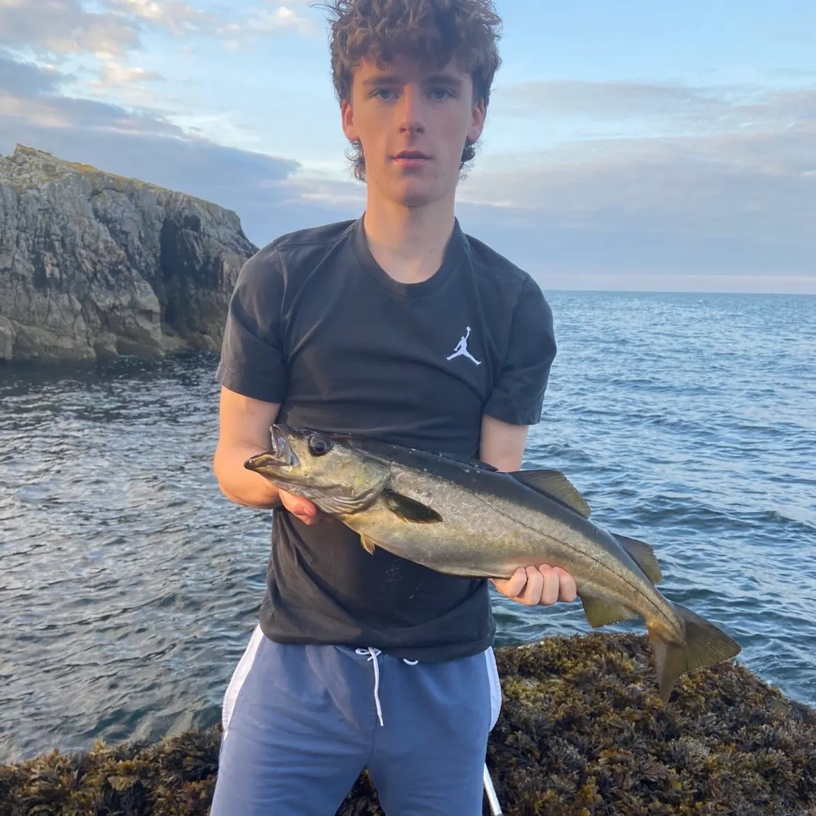 Atlantic pollock caught on Fishbrain