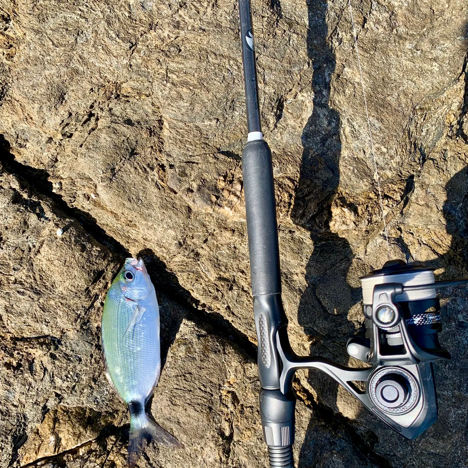 The most recent Saddled seabream catches on Fishbrain