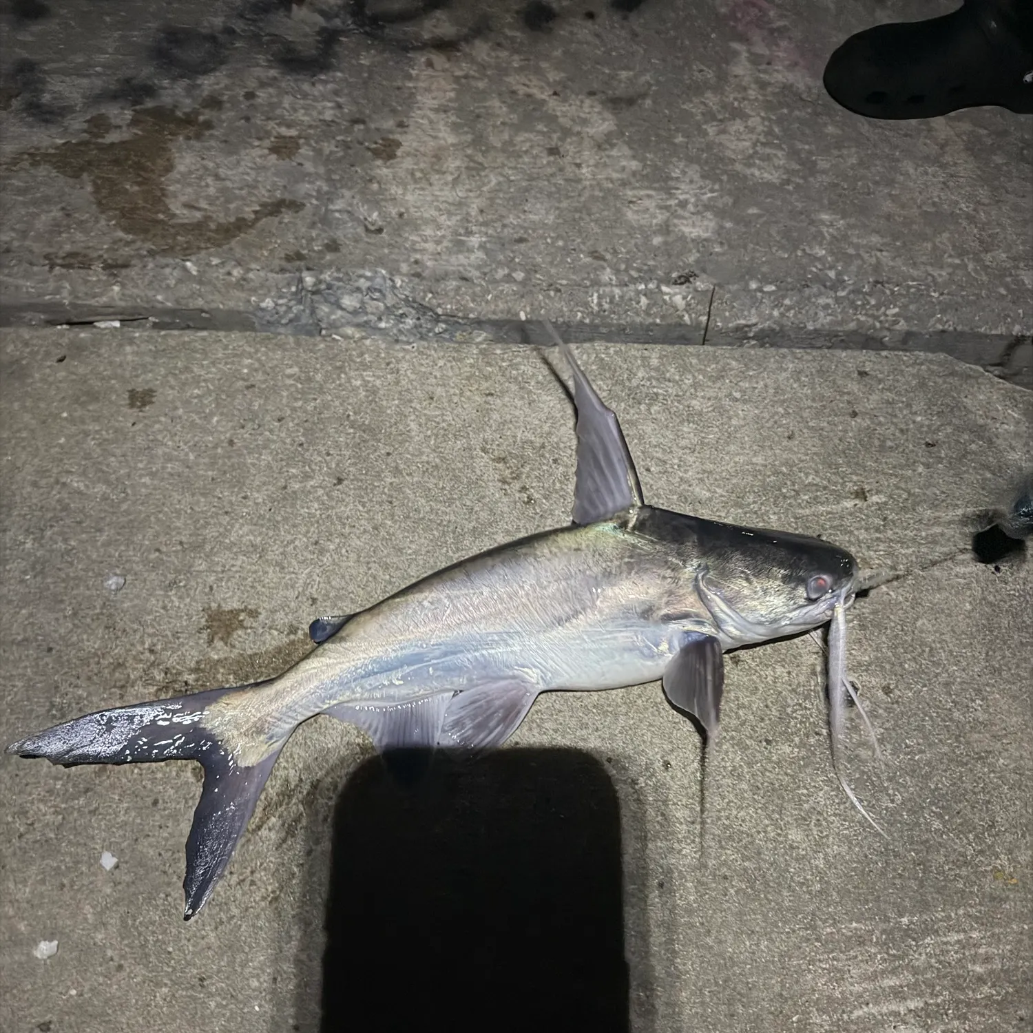 Gafftopsail sea catfish caught on Fishbrain