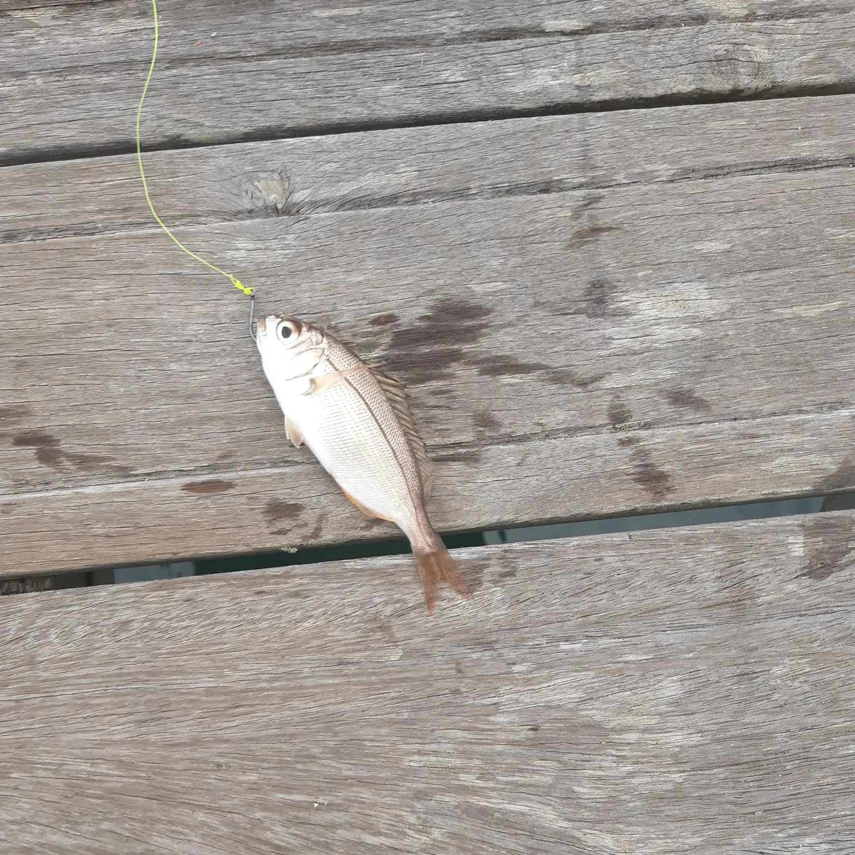 The most recent Axillary seabream catches on Fishbrain