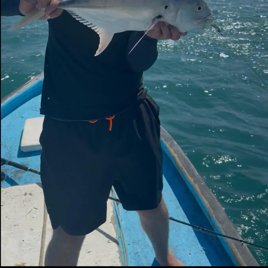Crevalle jack caught on Fishbrain