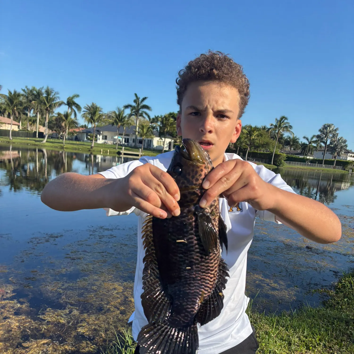 The most recent Jaguar cichlid catches on Fishbrain