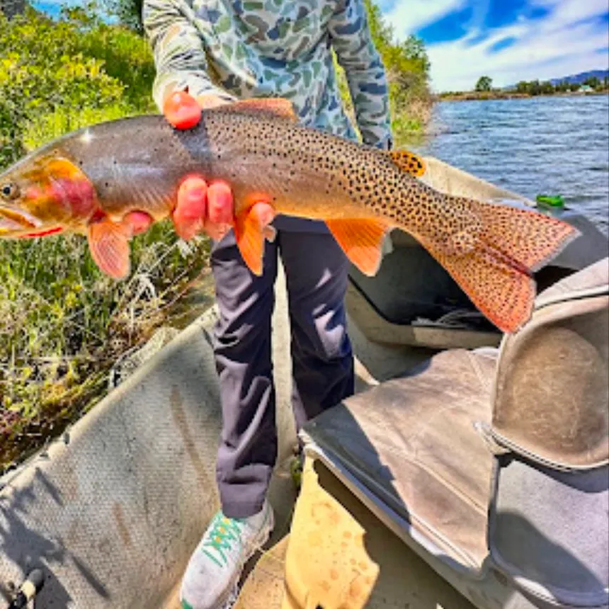Yellowstone cutthroat trout caught on Fishbrain