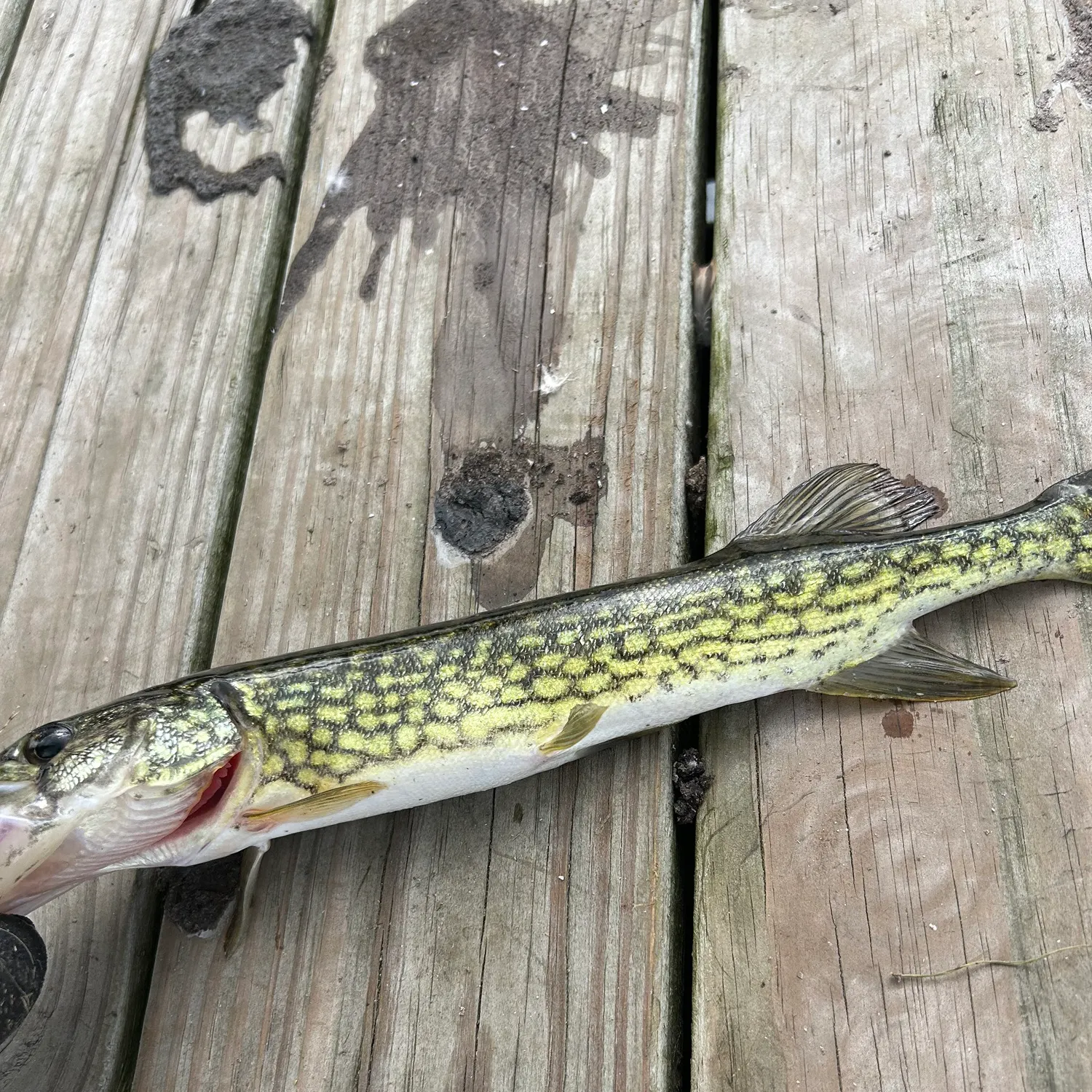 Chain pickerel caught on Fishbrain