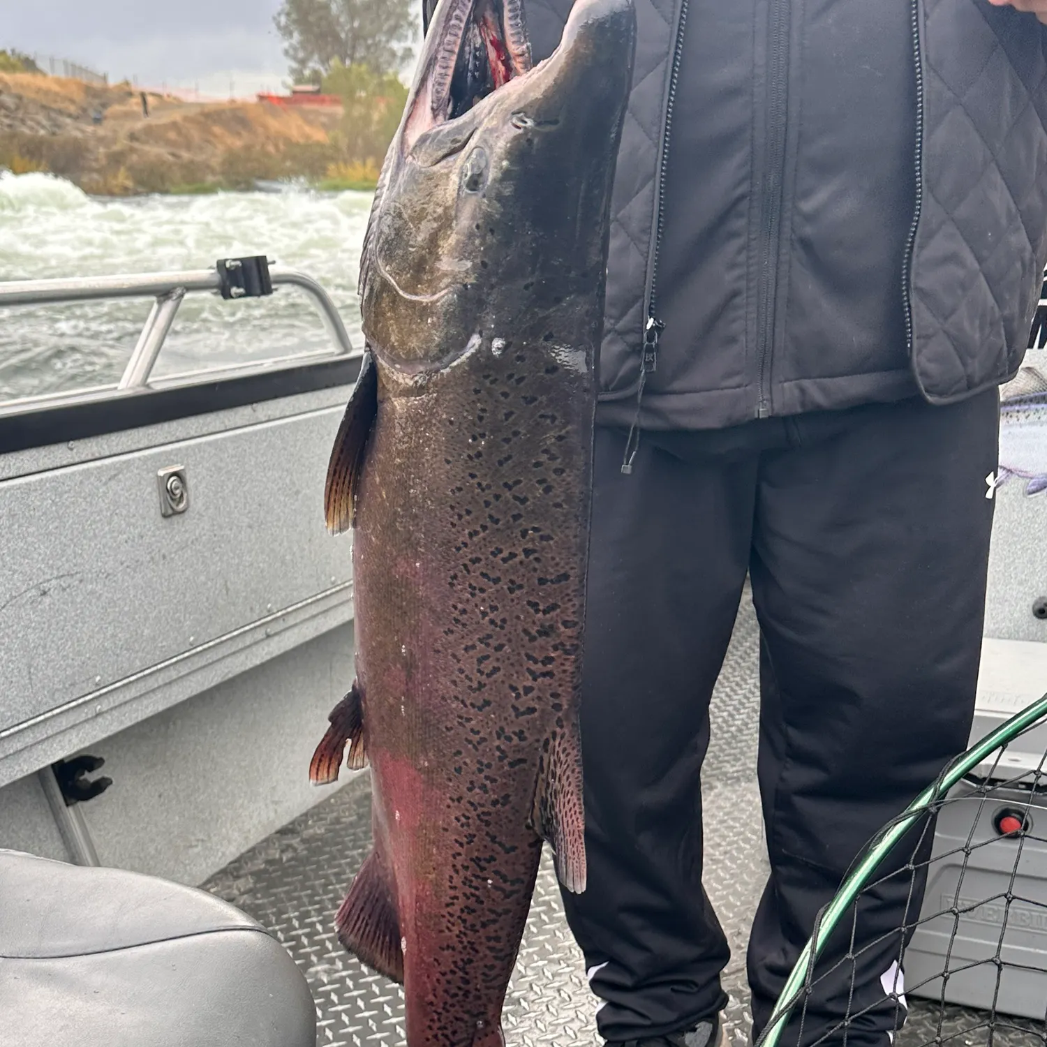 Chinook salmon caught on Fishbrain