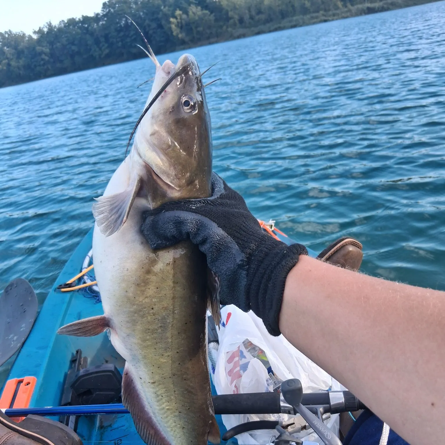 Channel catfish caught on Fishbrain
