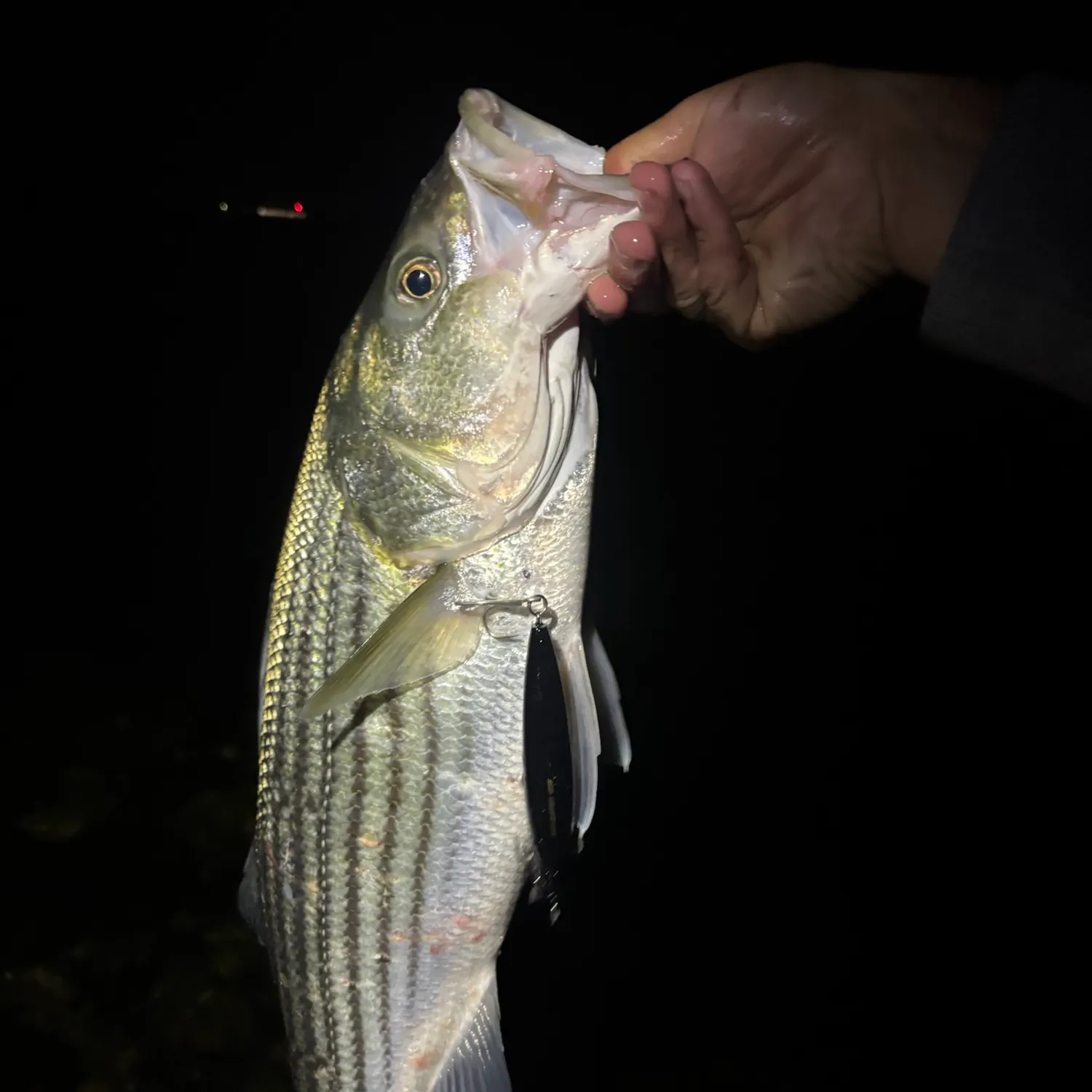 Striped bass caught on Fishbrain