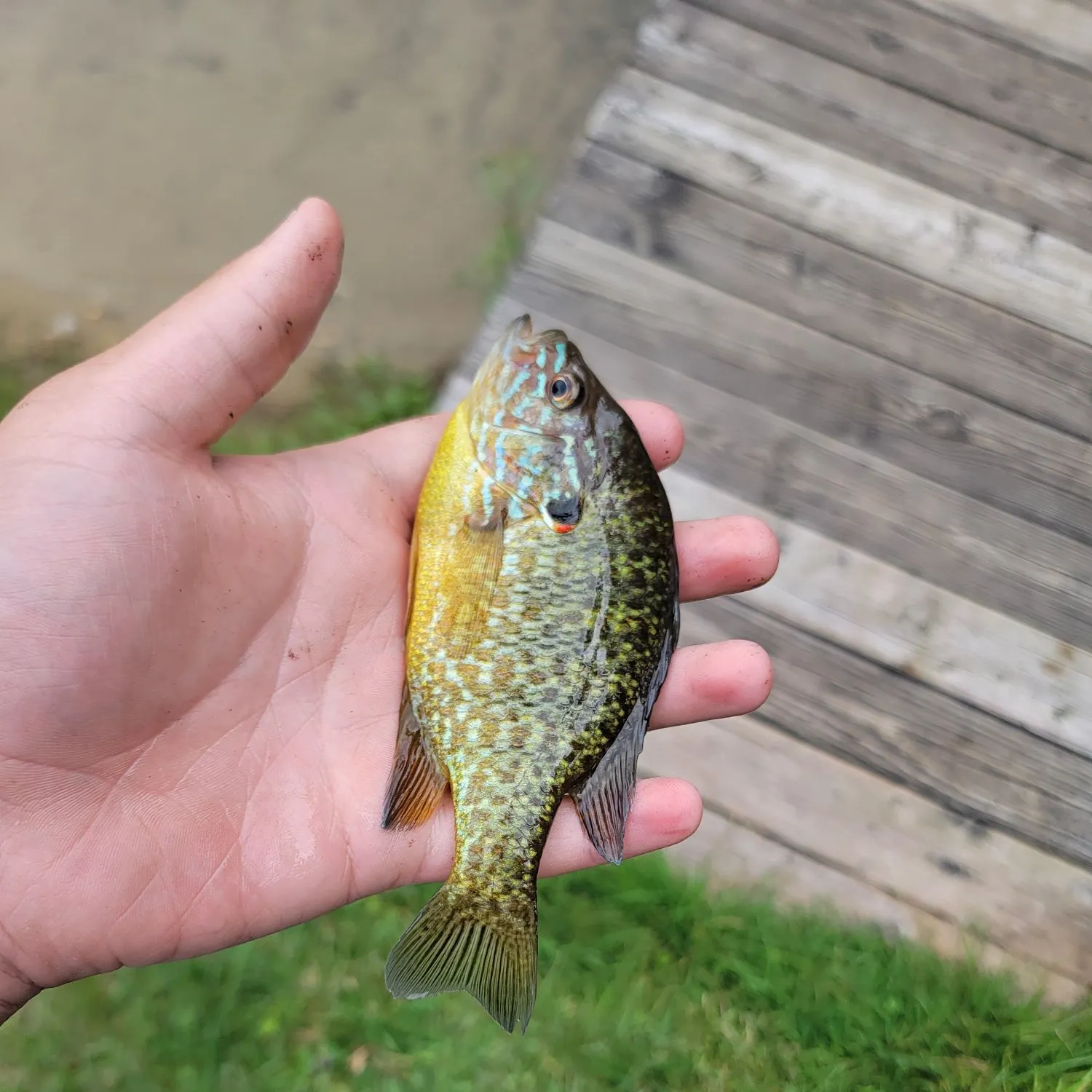 Pumpkinseed caught on Fishbrain