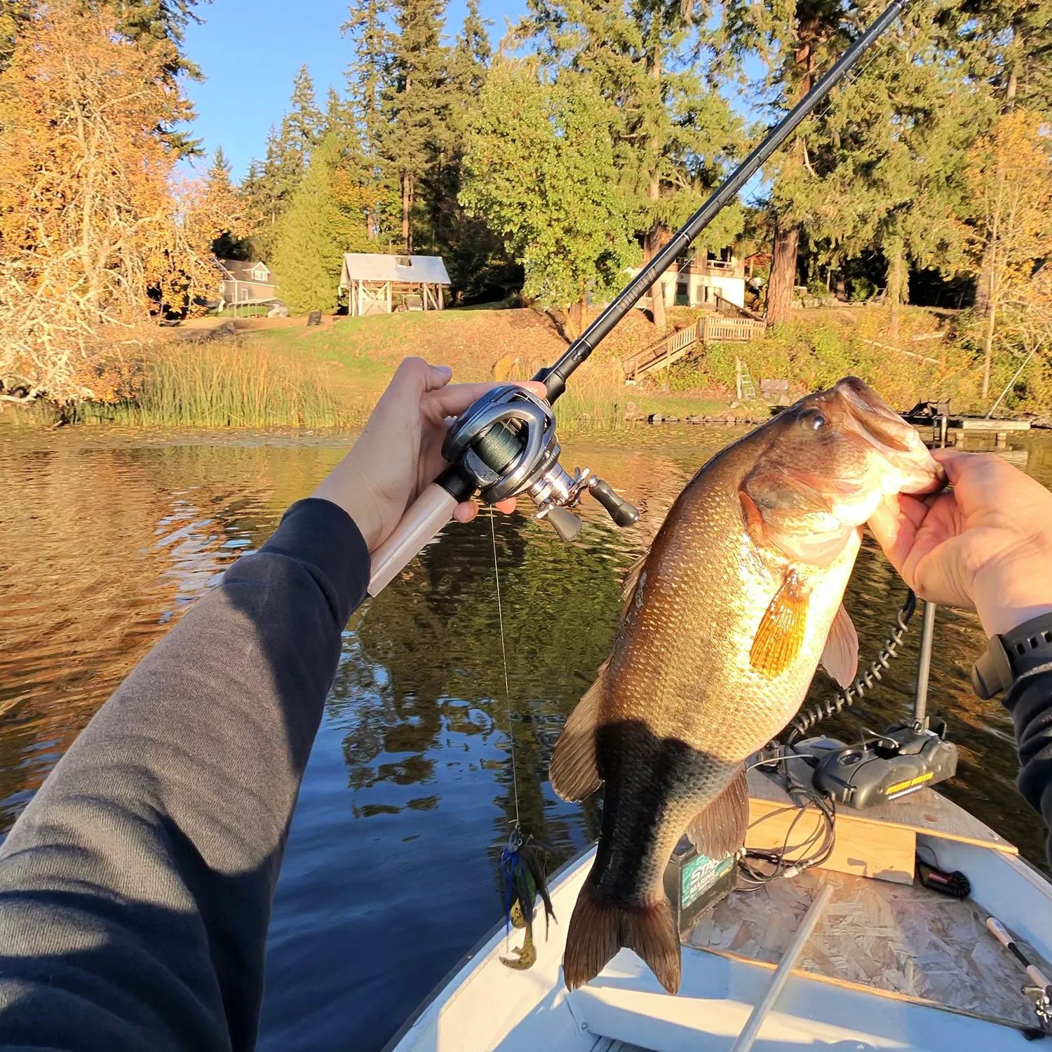 Largemouth bass caught on Fishbrain