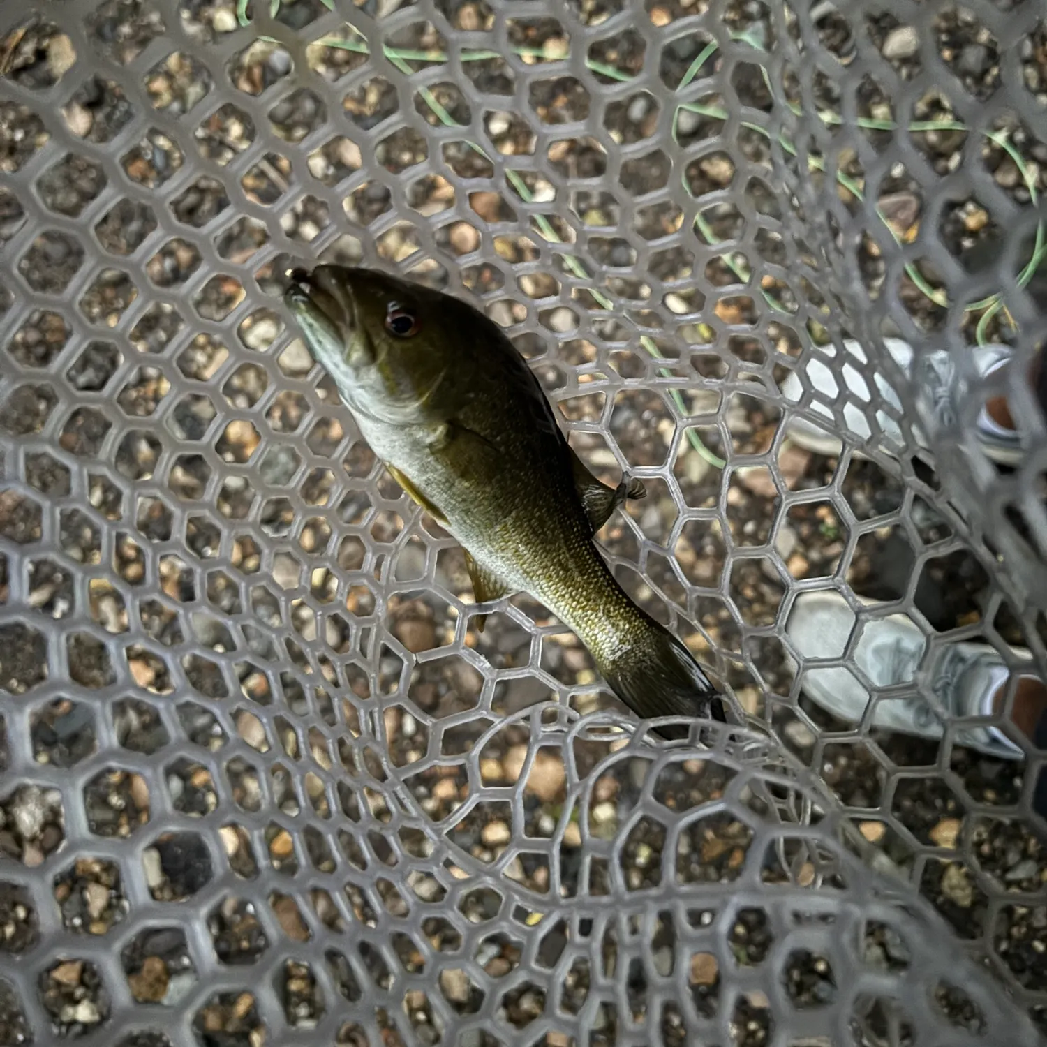 Smallmouth bass caught on Fishbrain
