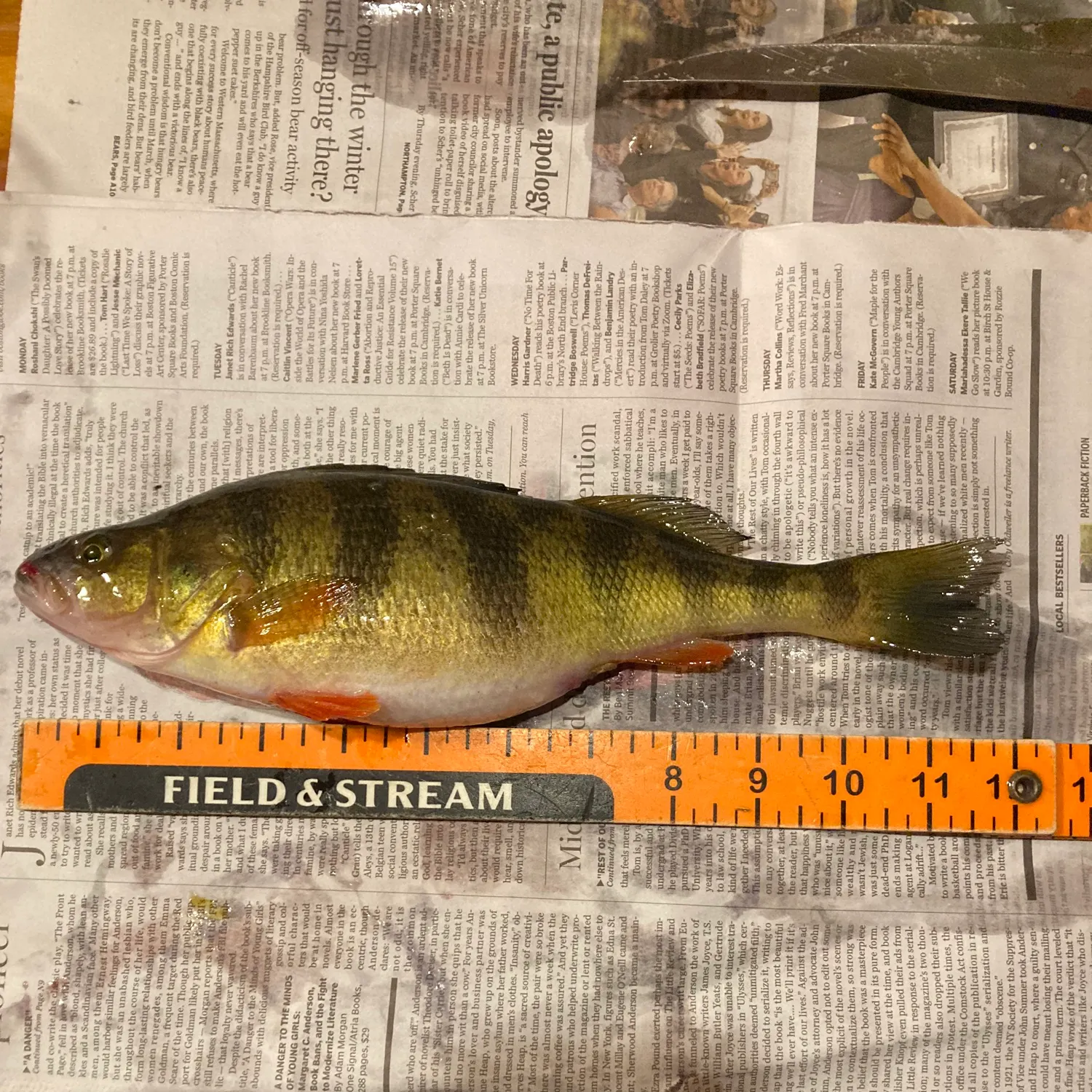 recently logged catches