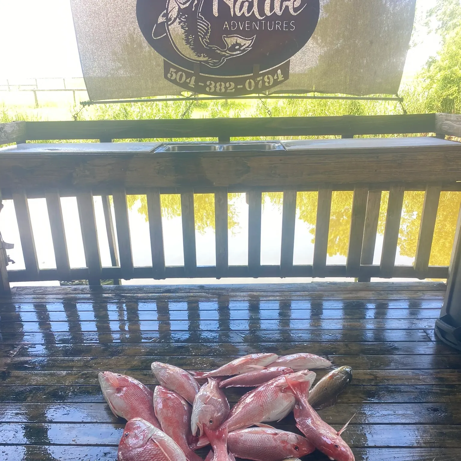 The most recent Northern red snapper catches on Fishbrain