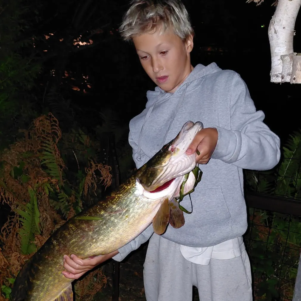 Northern pike caught on Fishbrain