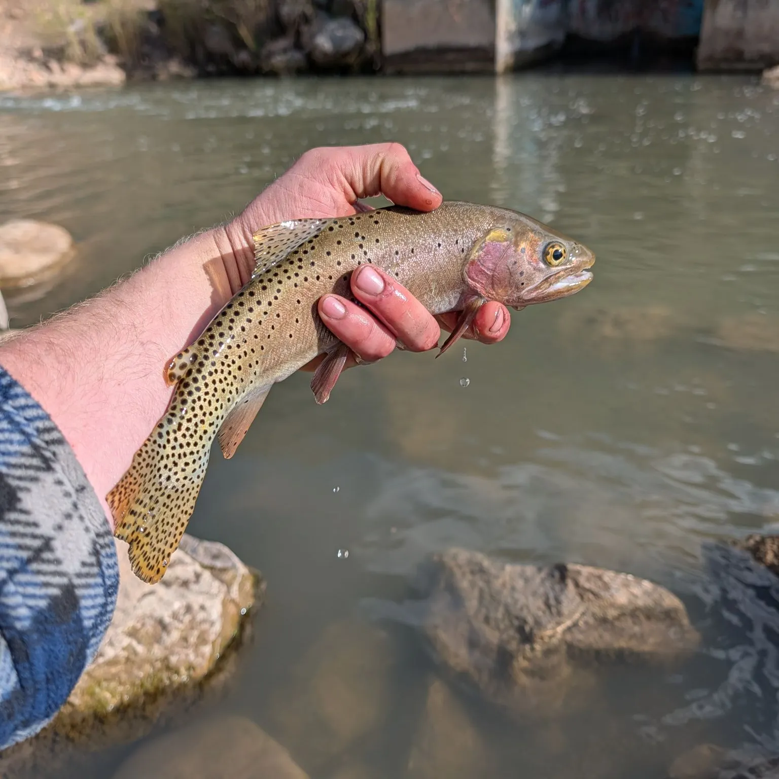 The most recent Bonneville cutthroat trout catches on Fishbrain