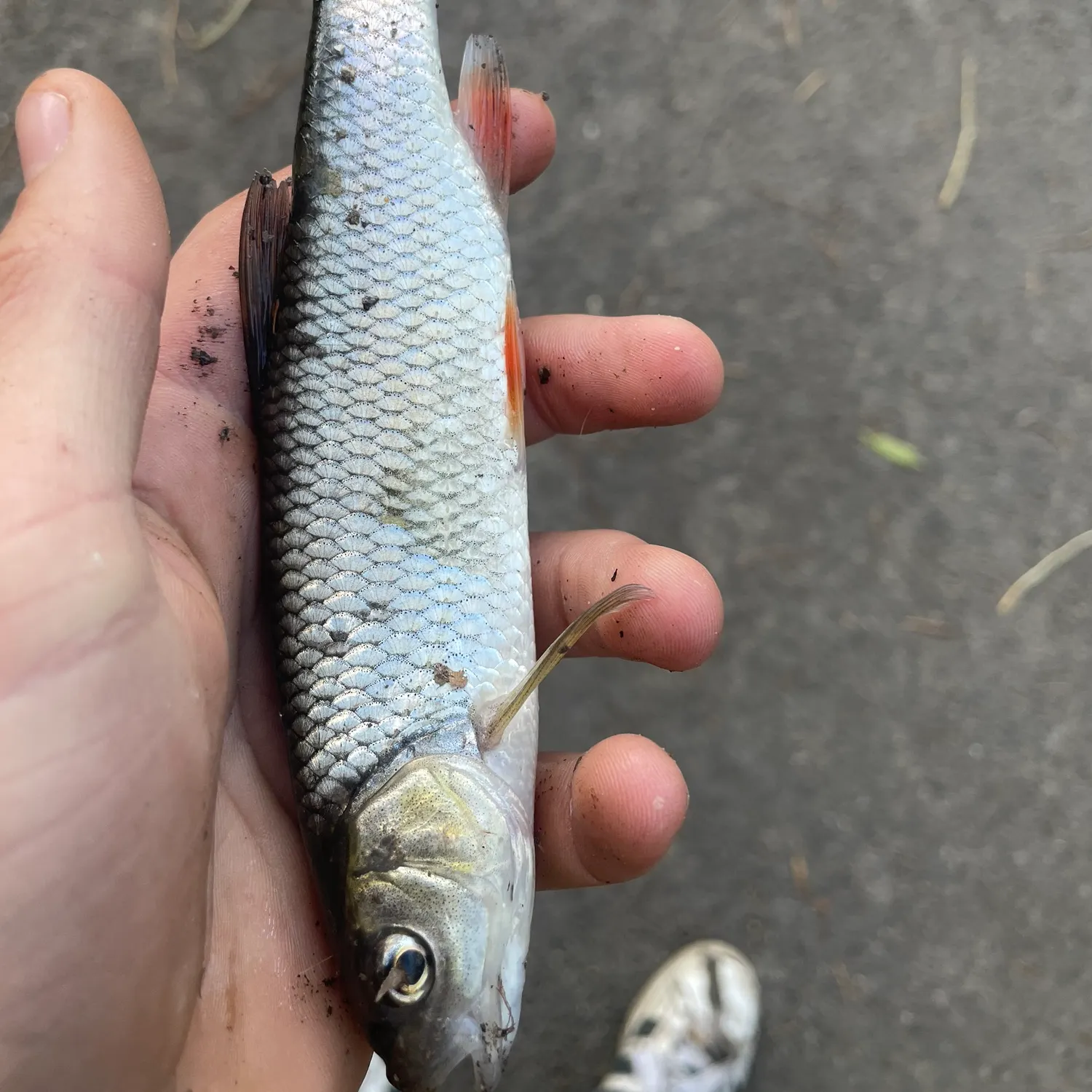 The most recent European chub catches on Fishbrain
