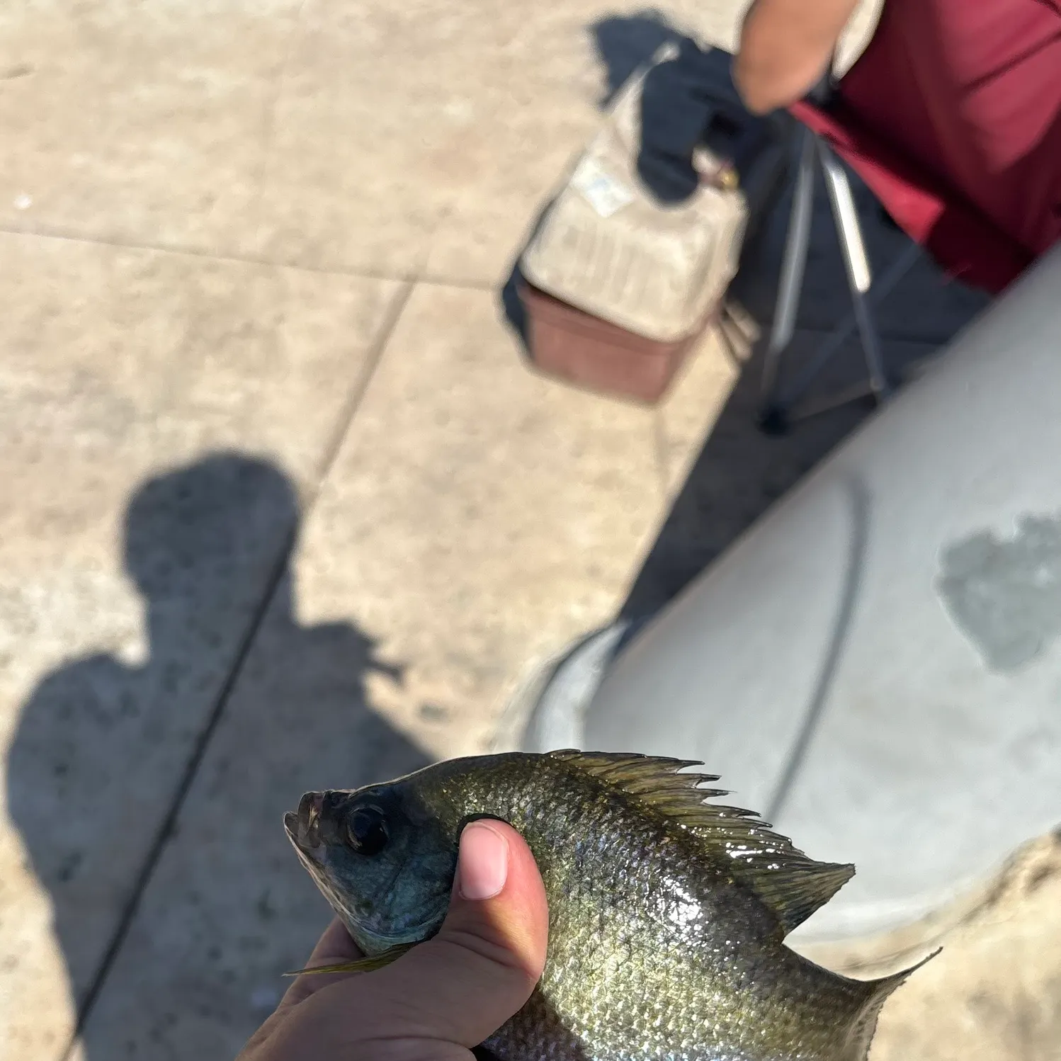 The most recent Bluegill catches on Fishbrain