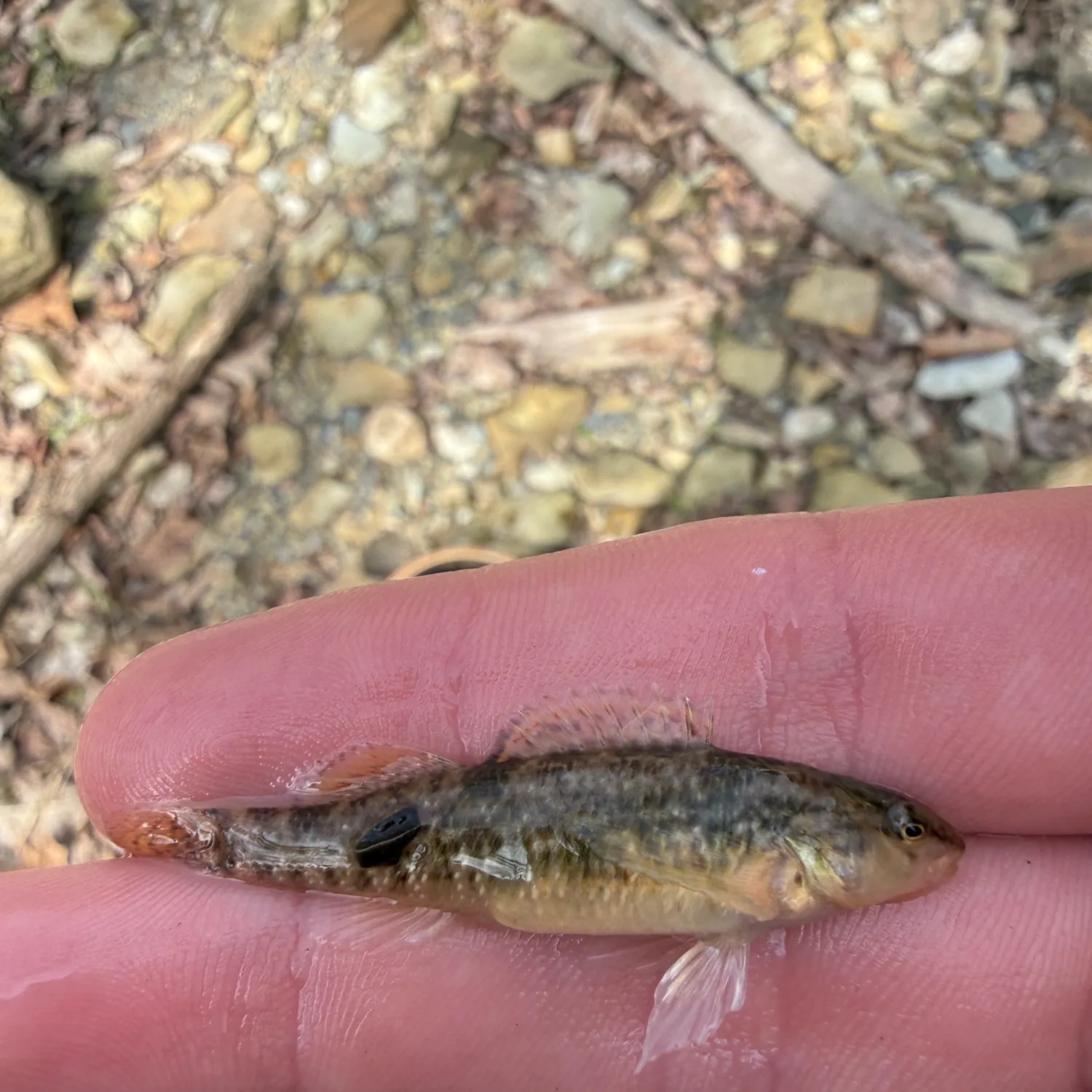 The most recent Rainbow darter catches on Fishbrain