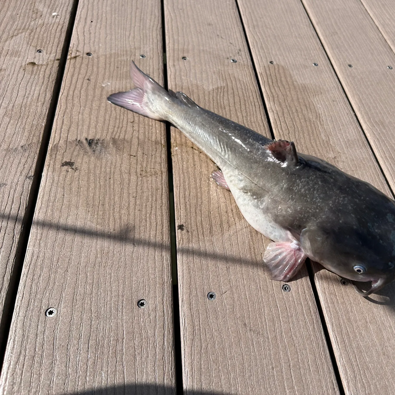 White bullhead caught on Fishbrain