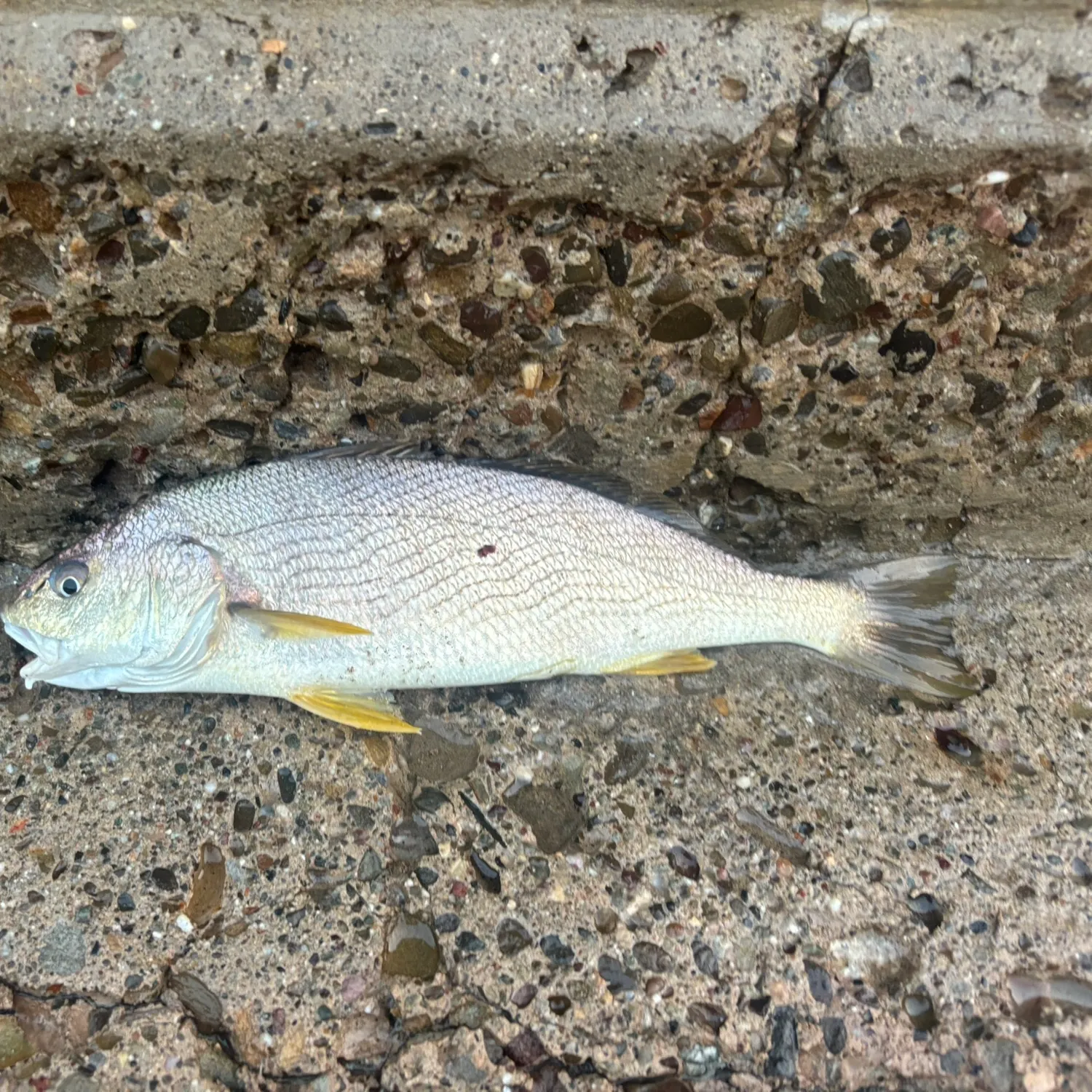 Yellowfin croaker caught on Fishbrain