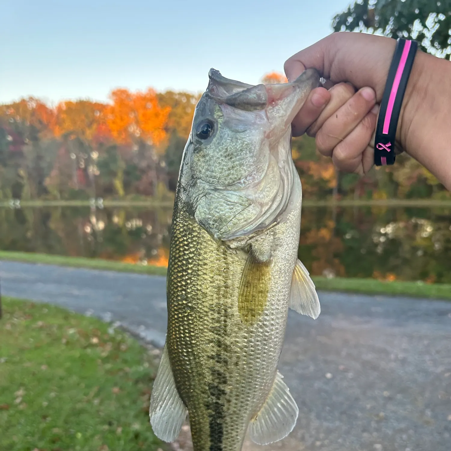 Spotted bass caught on Fishbrain