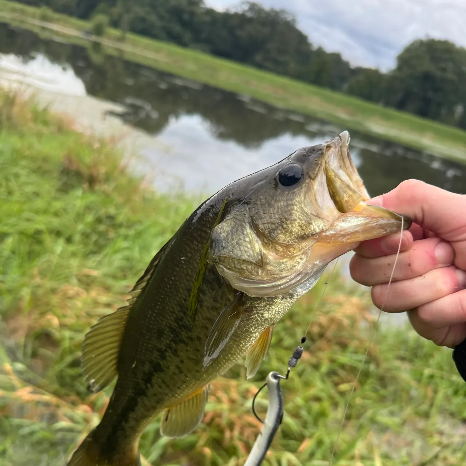 Fish caught on Fishbrain