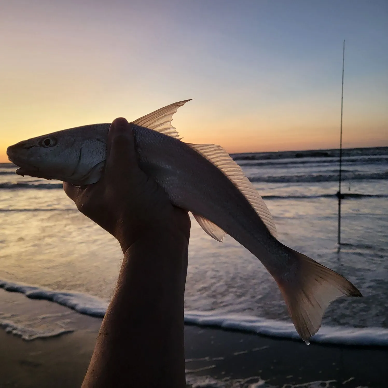 The most recent Gulf kingcroaker catches on Fishbrain