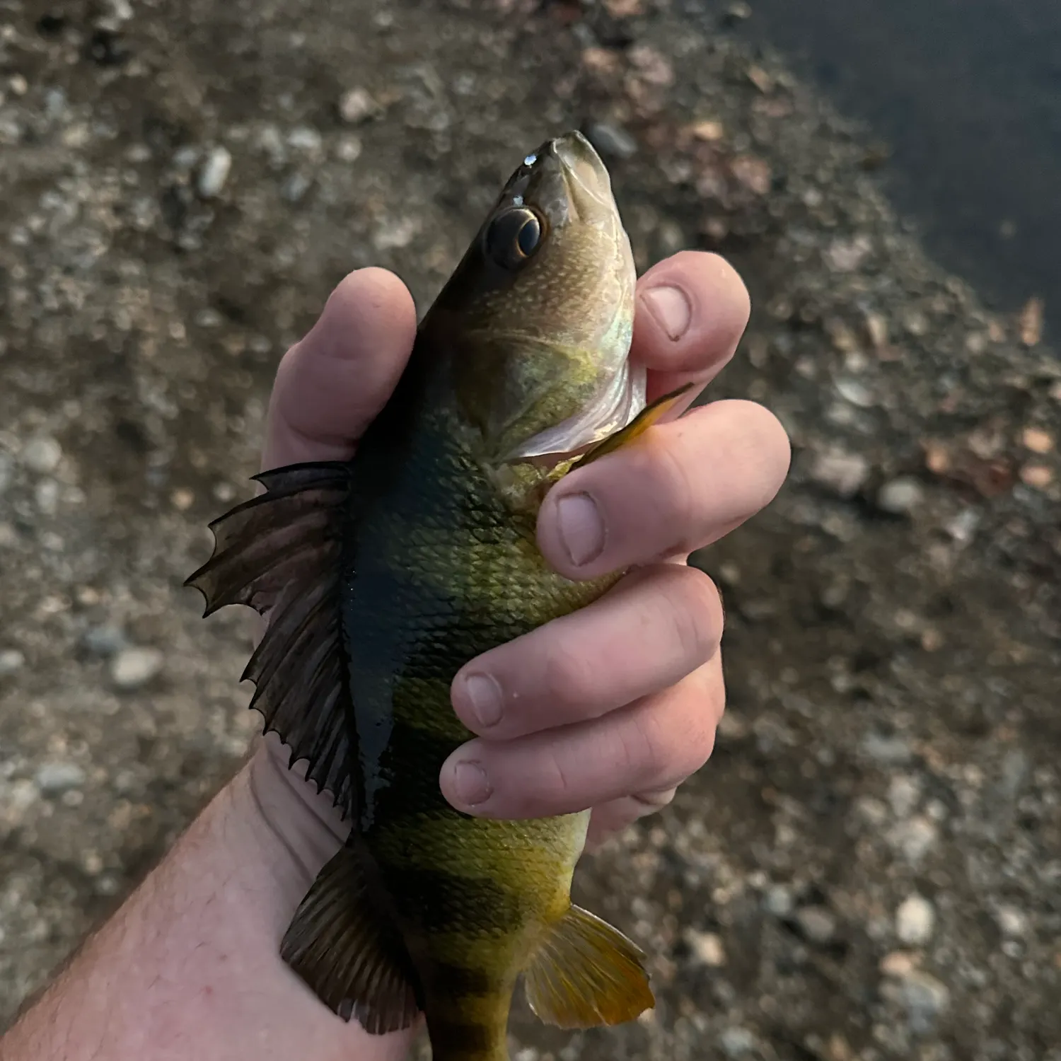 Yellow perch caught on Fishbrain