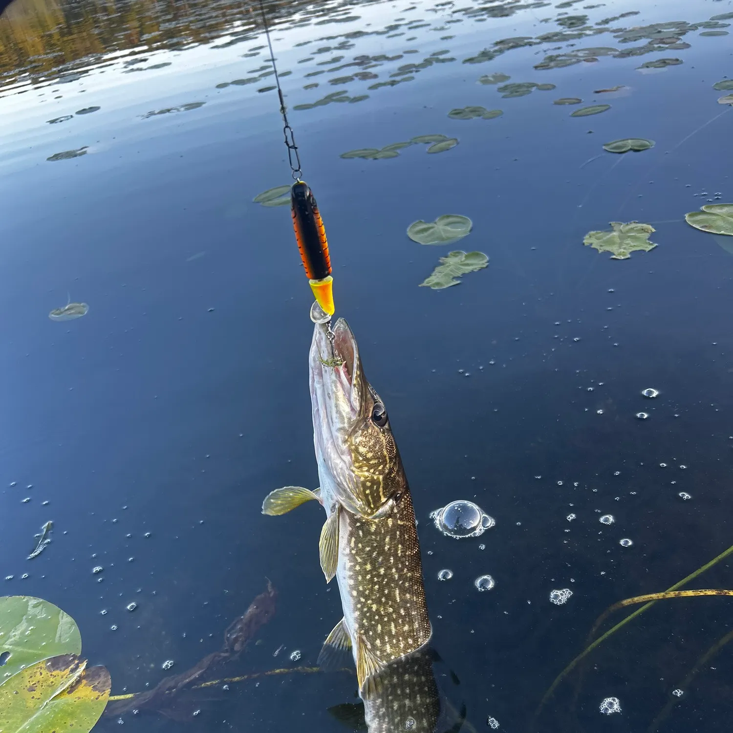 Northern pike caught on Fishbrain